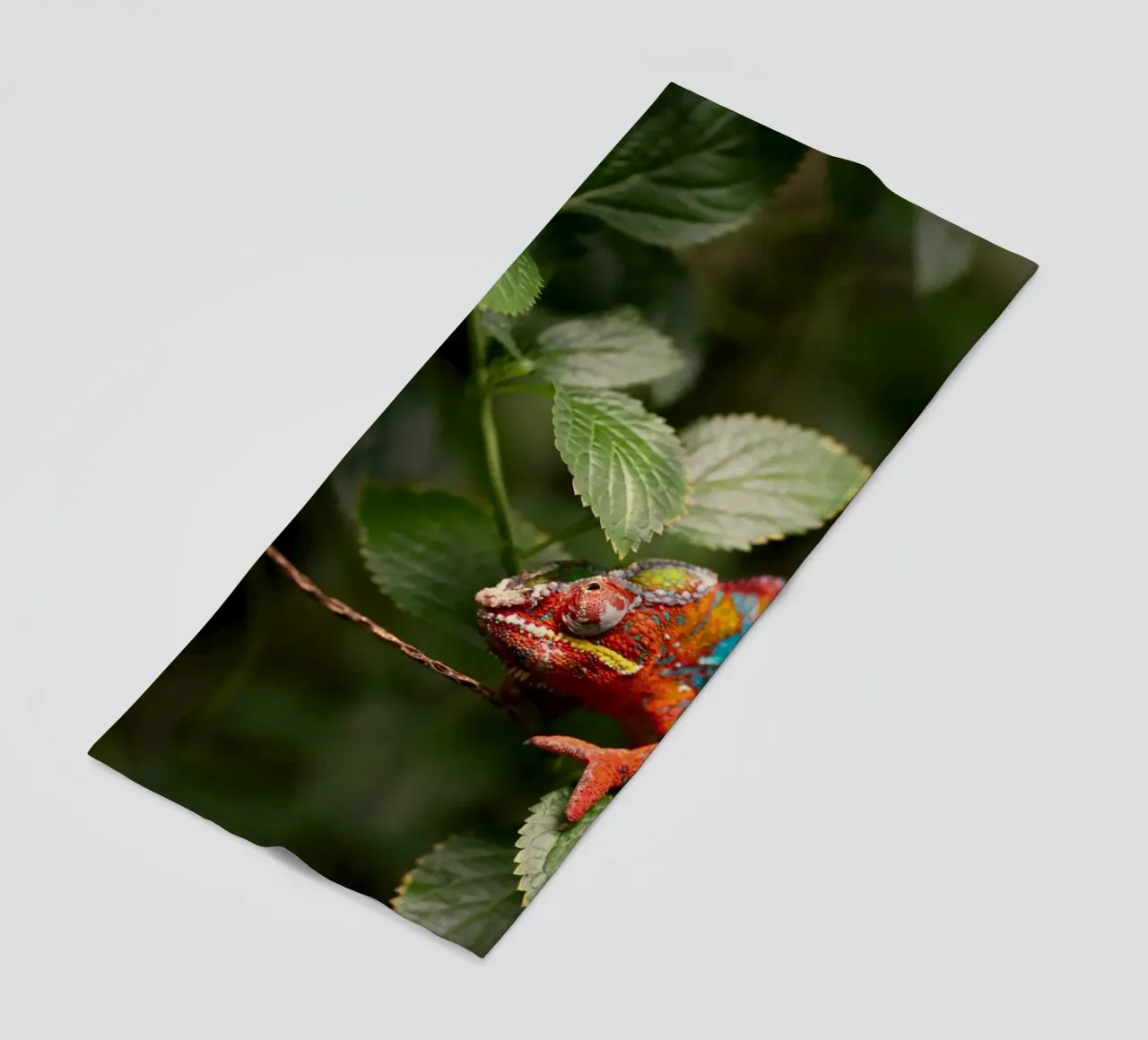 rana rossa telo mare da Earthly Visions