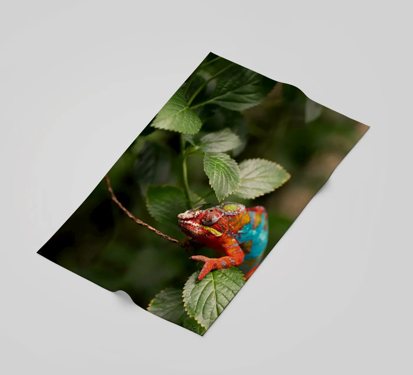 red frog Strandtuch von Earthly Visions