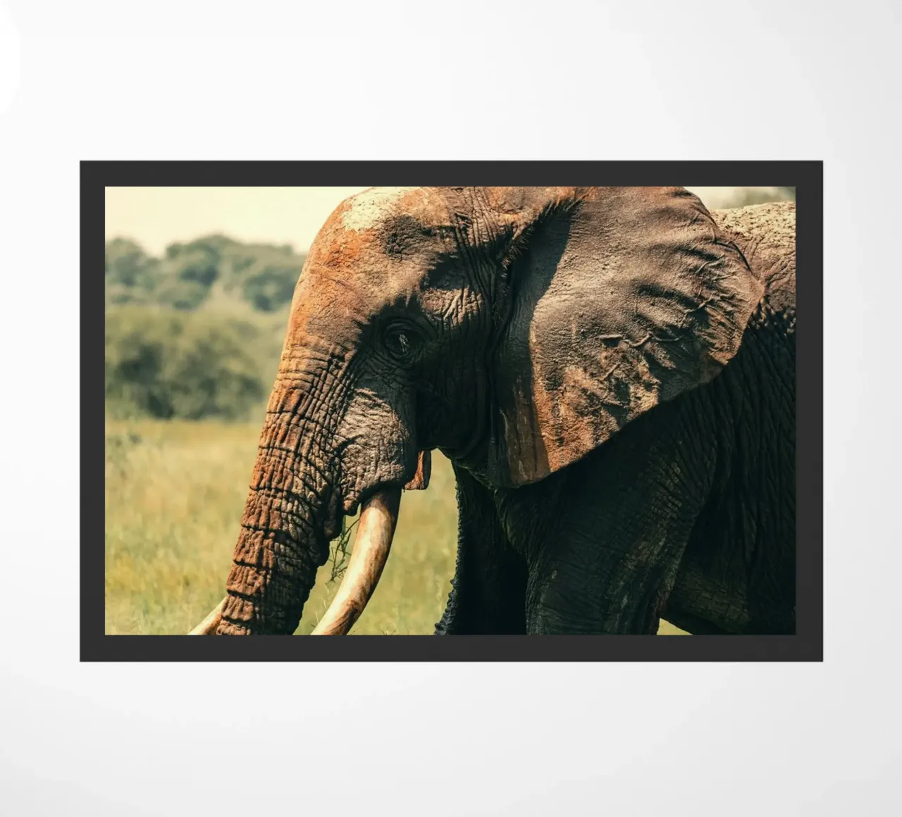 elefante zerbino da Earthly Visions