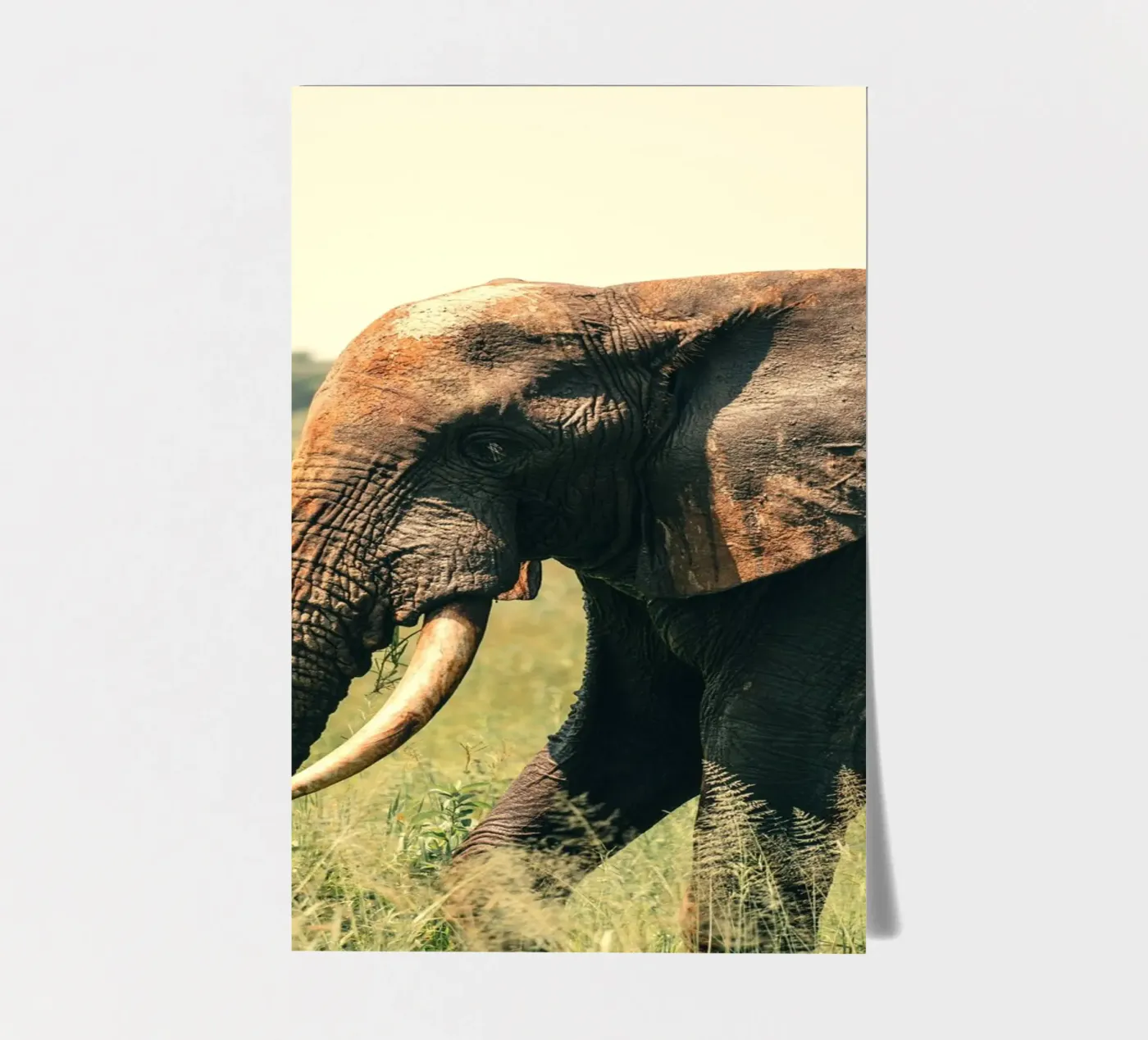 elephant sticker sheet by Earthly Visions