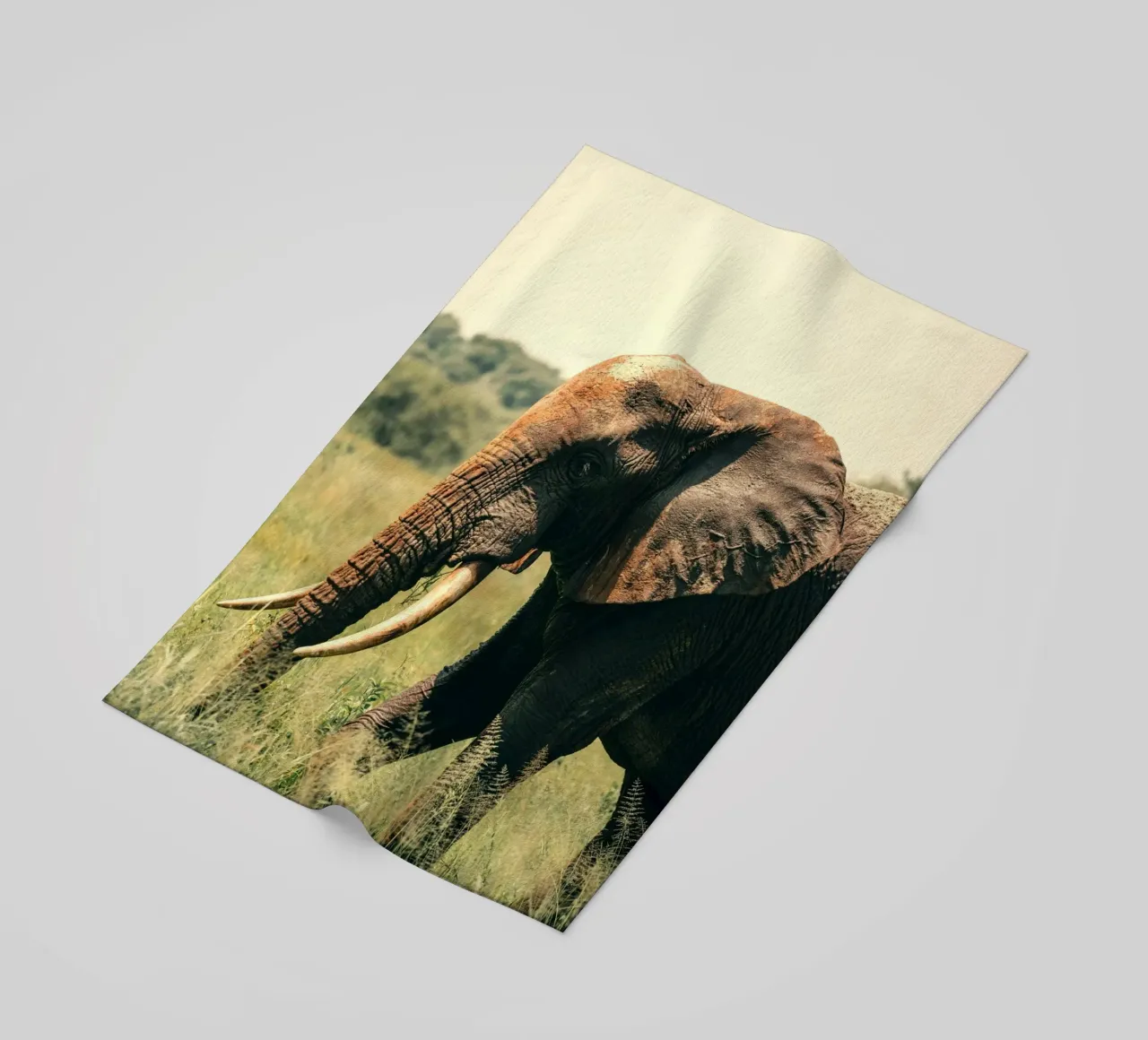 elephant telo mare da Earthly Visions