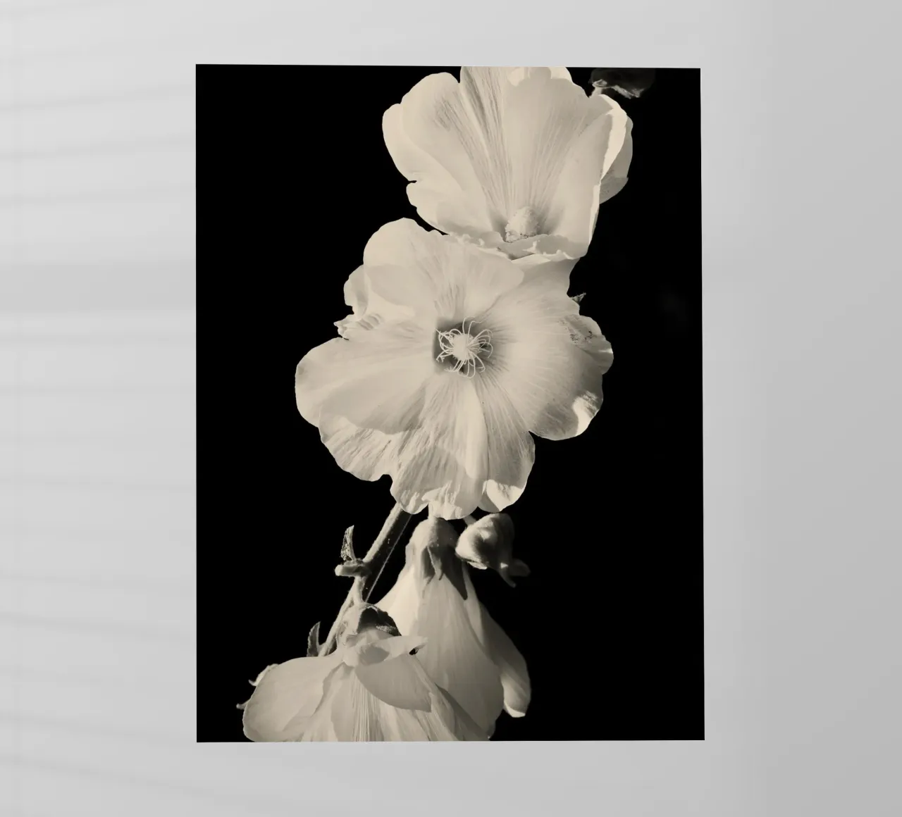 orchidea pellicola backlit da Earthly Visions