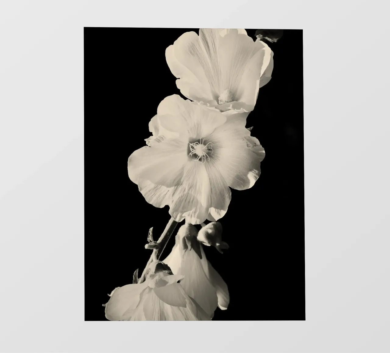 orchidea telo in pvc da Earthly Visions