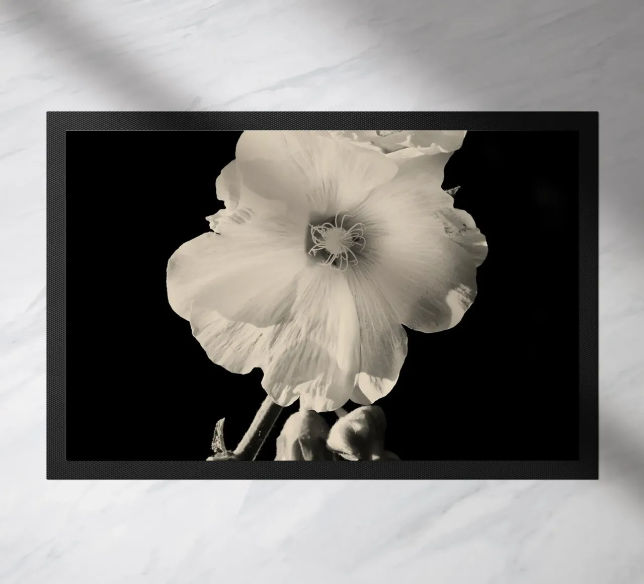 orchidea zerbino da Earthly Visions