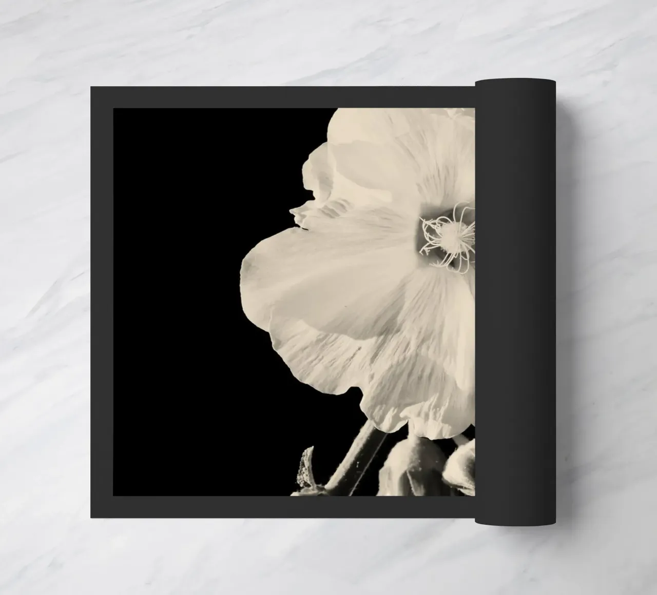 orchidea zerbino da Earthly Visions