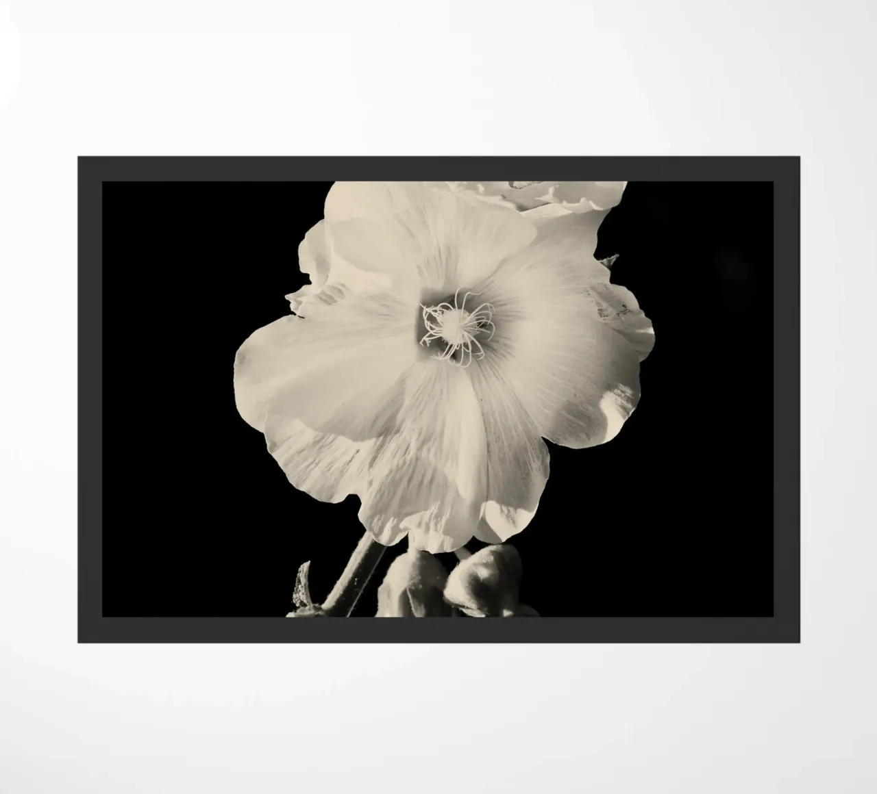 orchidea zerbino da Earthly Visions