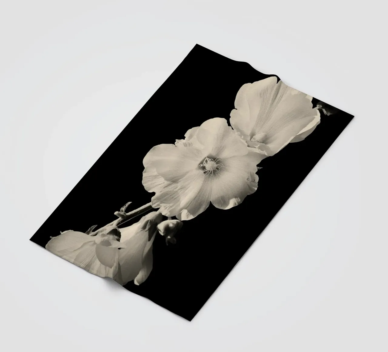 orchidea coperta in pile da Earthly Visions