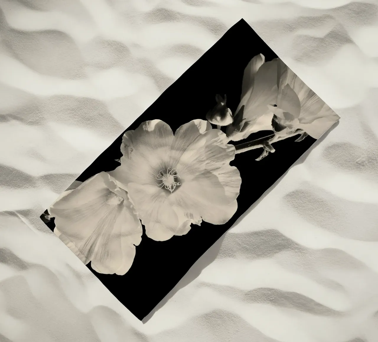 orchidea telo mare da Earthly Visions