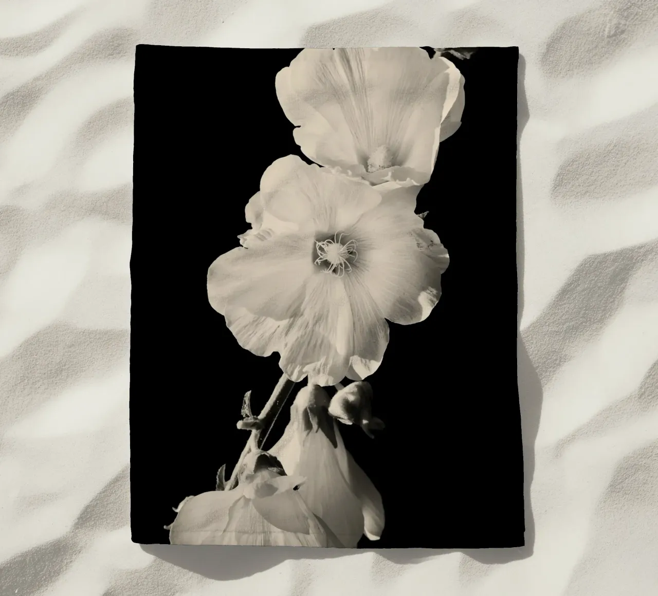 orchidea telo mare da Earthly Visions