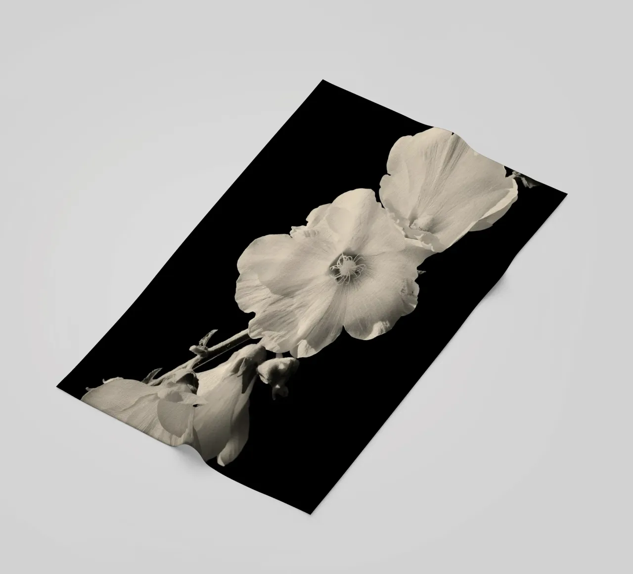 orchidea telo mare da Earthly Visions