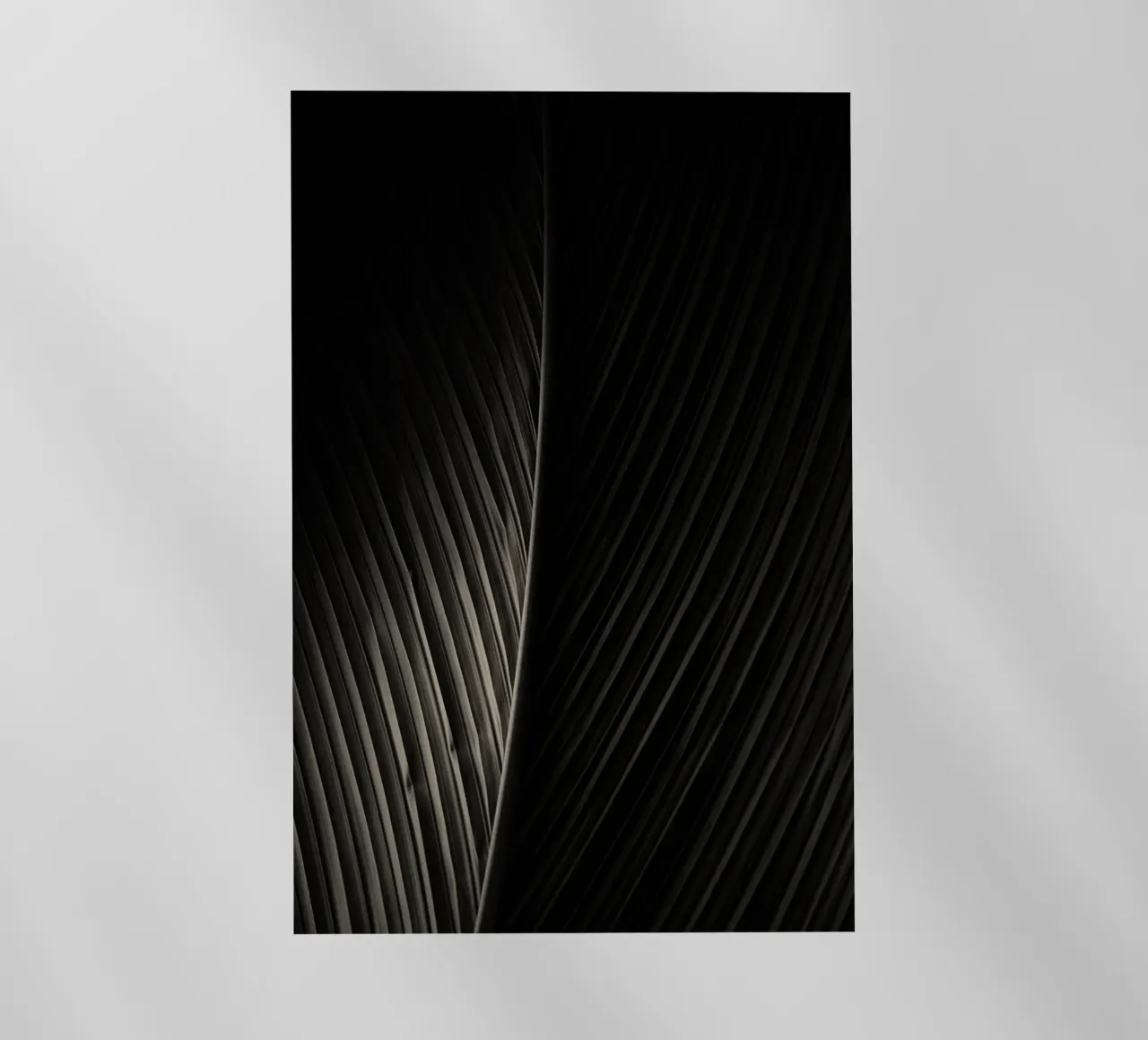 foglia di palma pellicola backlit da Earthly Visions