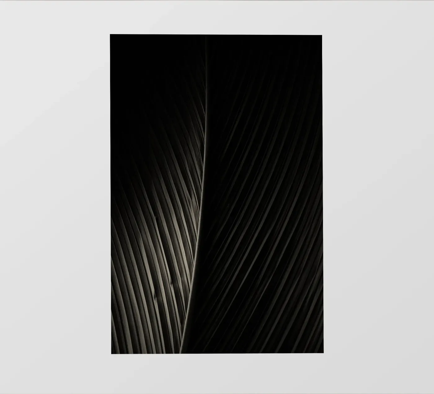 palm leaf carta da parati fotografica da Earthly Visions