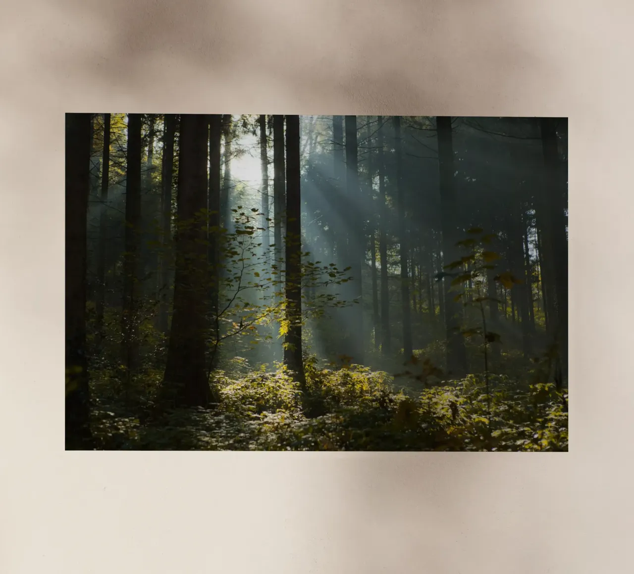 Reidholz pellicola backlit da Marc Gruninger