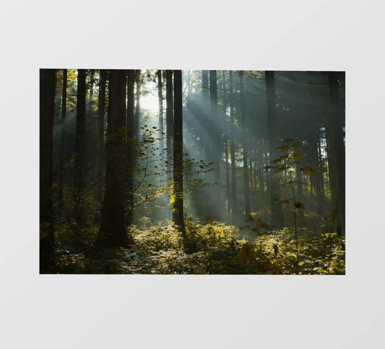 Reidholz pellicola backlit da Marc Gruninger