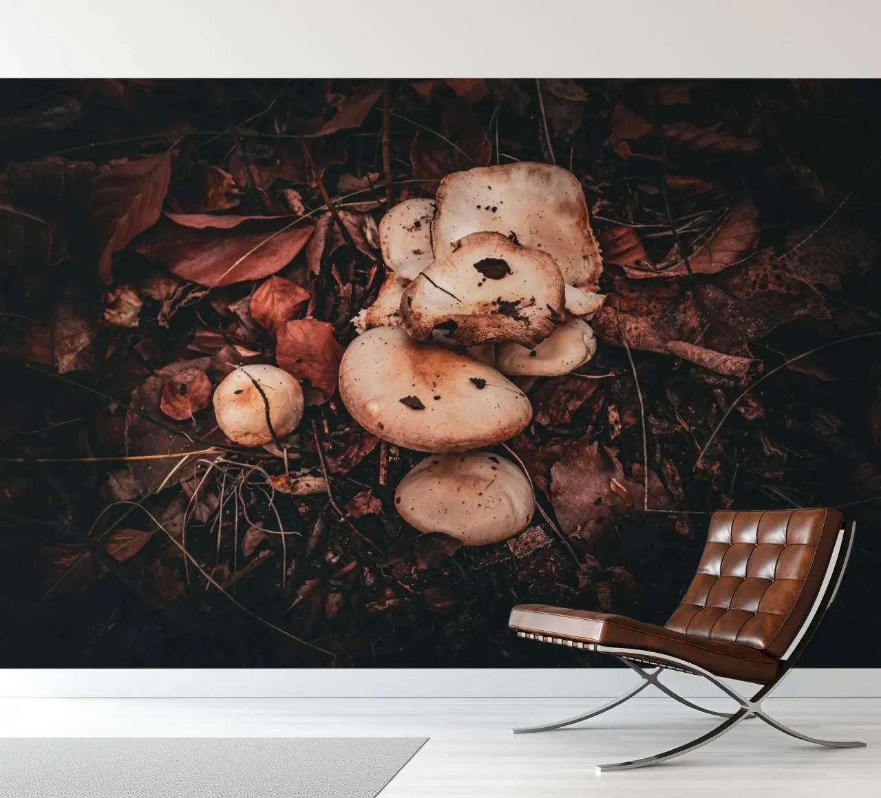 Champignons sur le sol de la forêt papier peint photo de Marcus Beckert | Fotografie