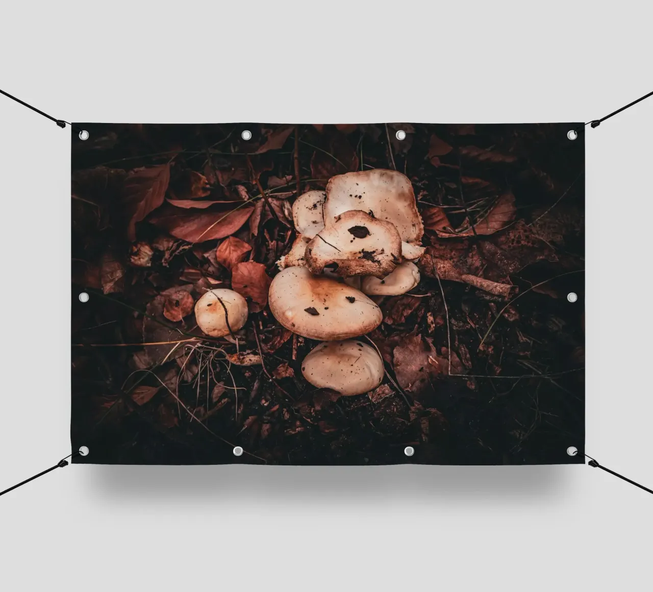 Funghi sul suolo della foresta telo in pvc da Marcus Beckert | Fotografie
