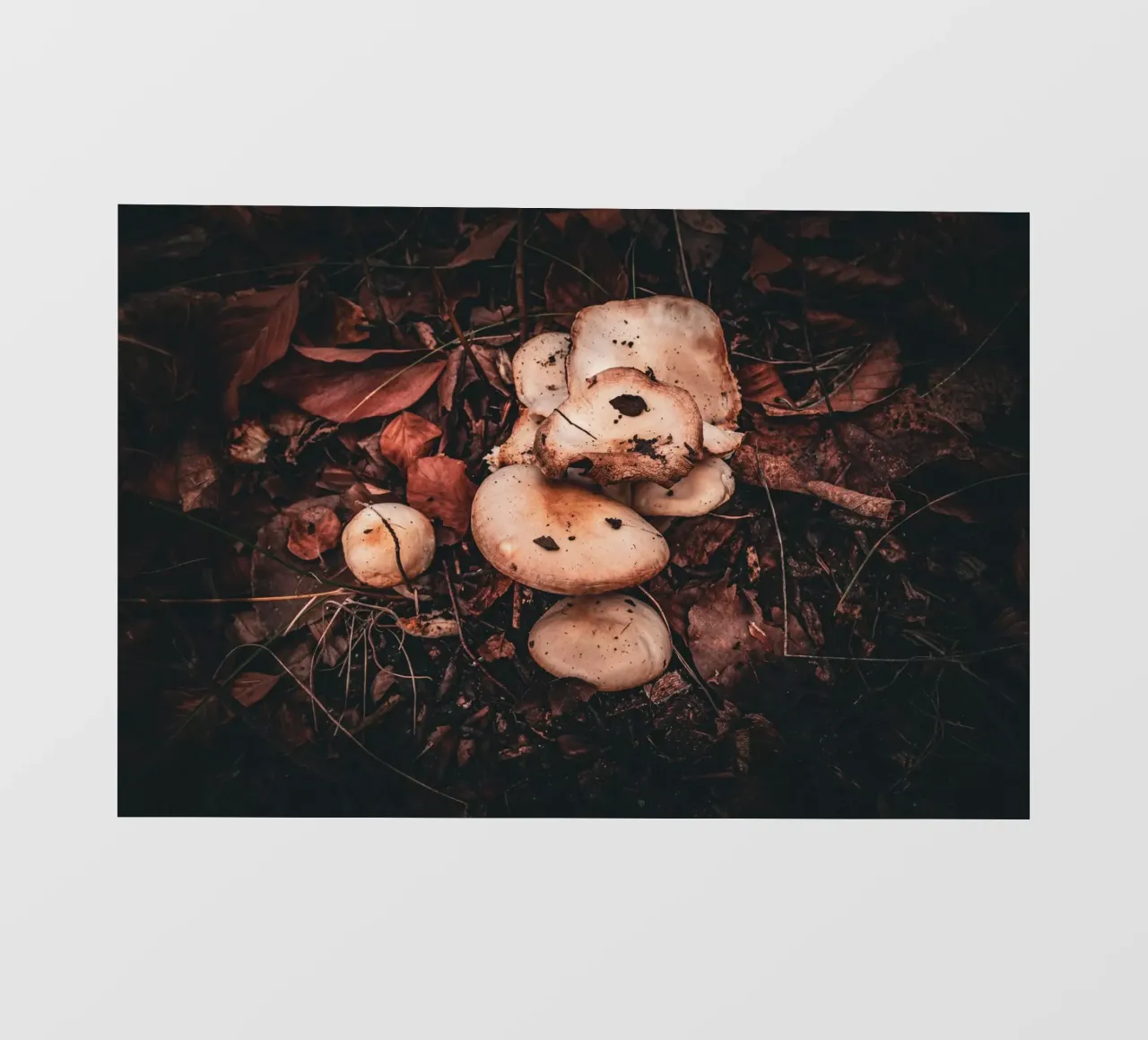 Funghi sul suolo della foresta telo in pvc da Marcus Beckert | Fotografie