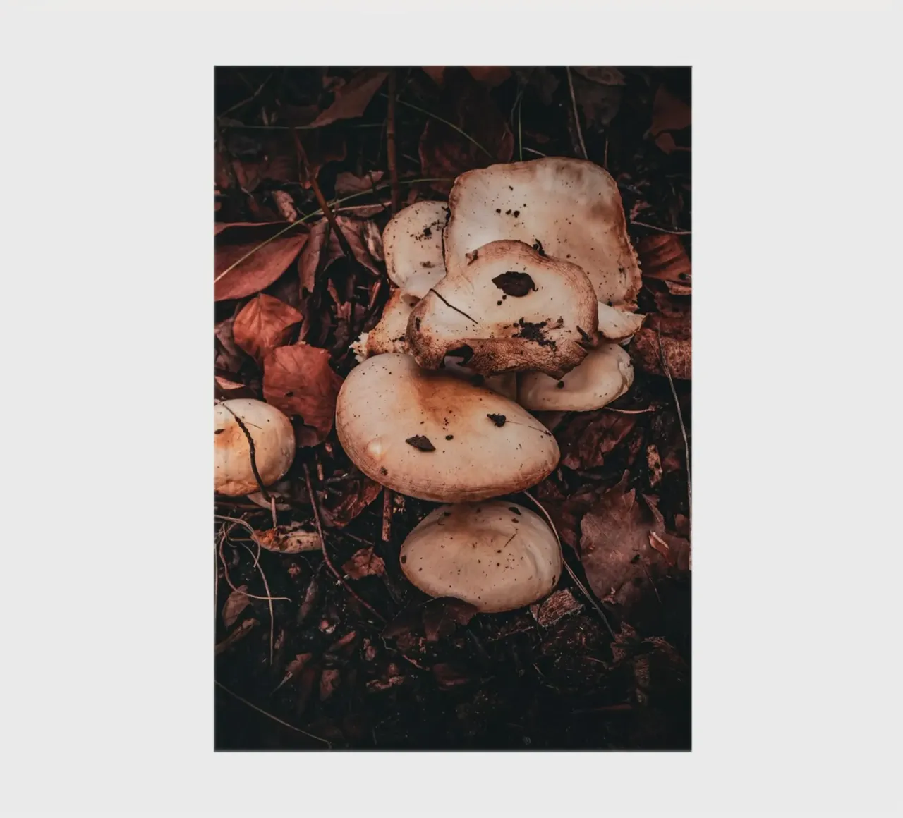 Mushrooms on the forest floor notebook by Marcus Beckert | Fotografie