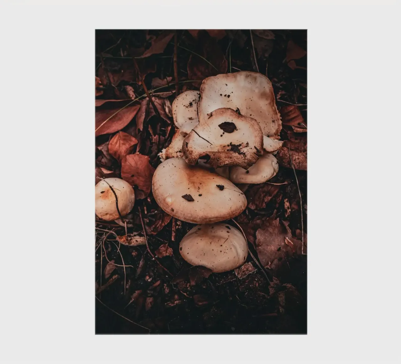 Mushrooms on the forest floor notebook by Marcus Beckert | Fotografie