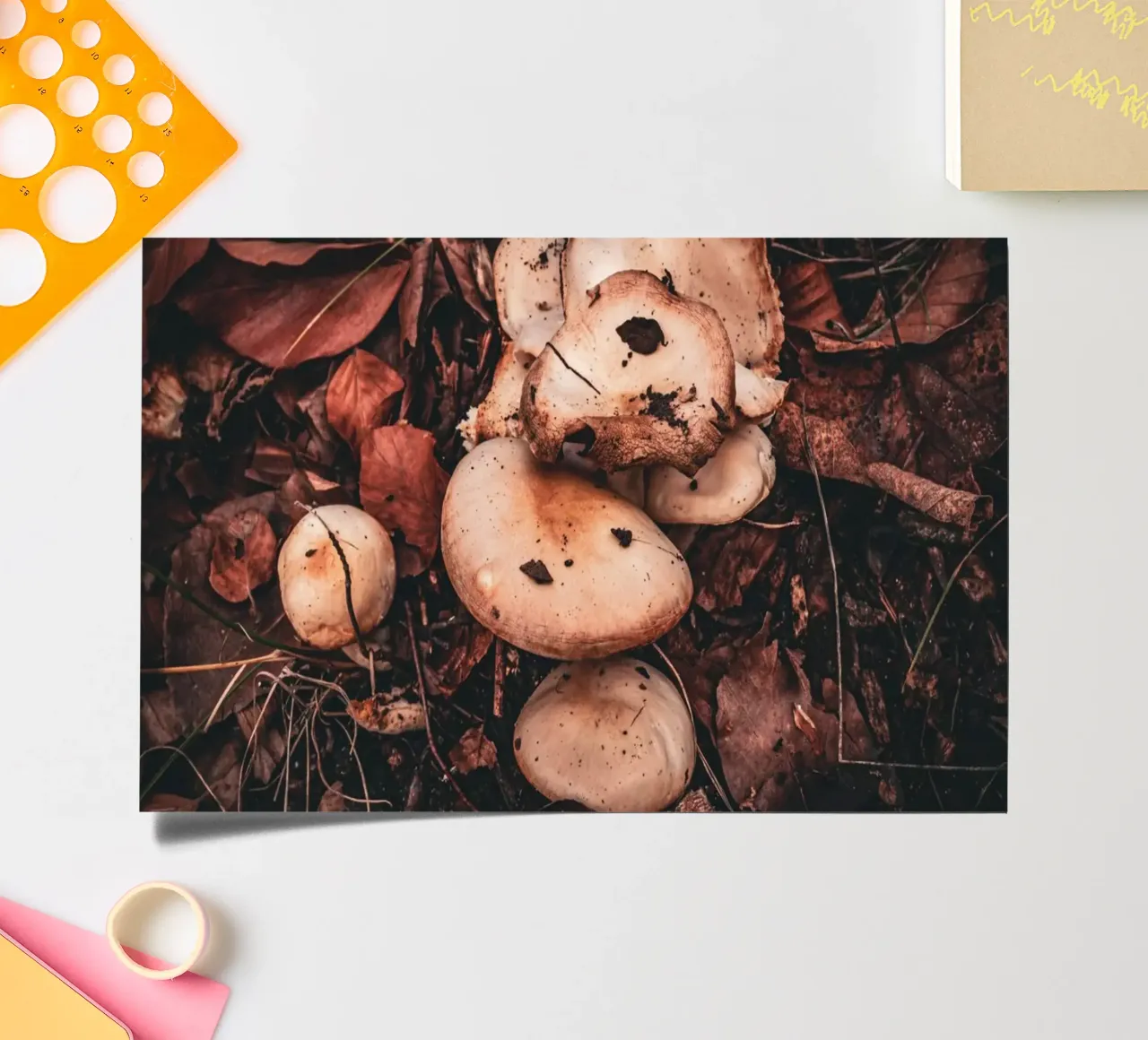 Pilze auf dem Waldboden Stickerbogen von Marcus Beckert | Fotografie
