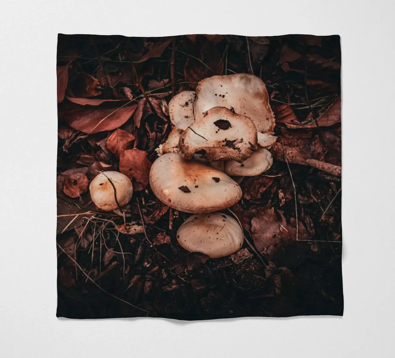 Funghi sul suolo della foresta coperta in pile da Marcus Beckert | Fotografie