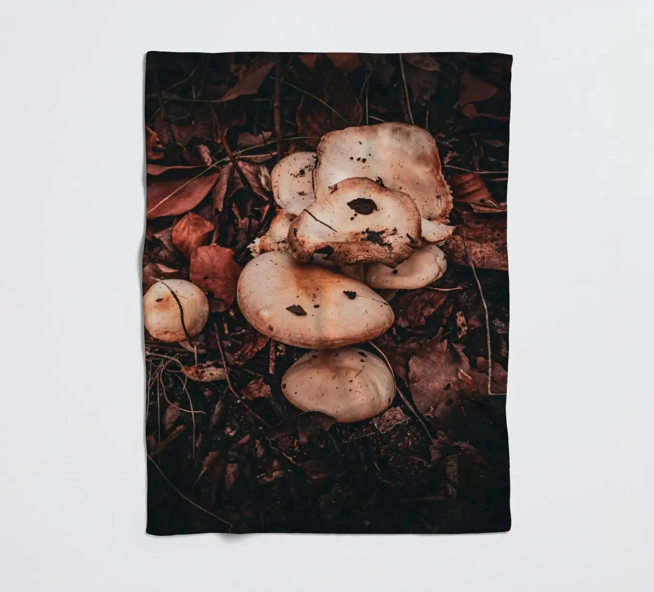Funghi sul suolo della foresta coperta in pile da Marcus Beckert | Fotografie