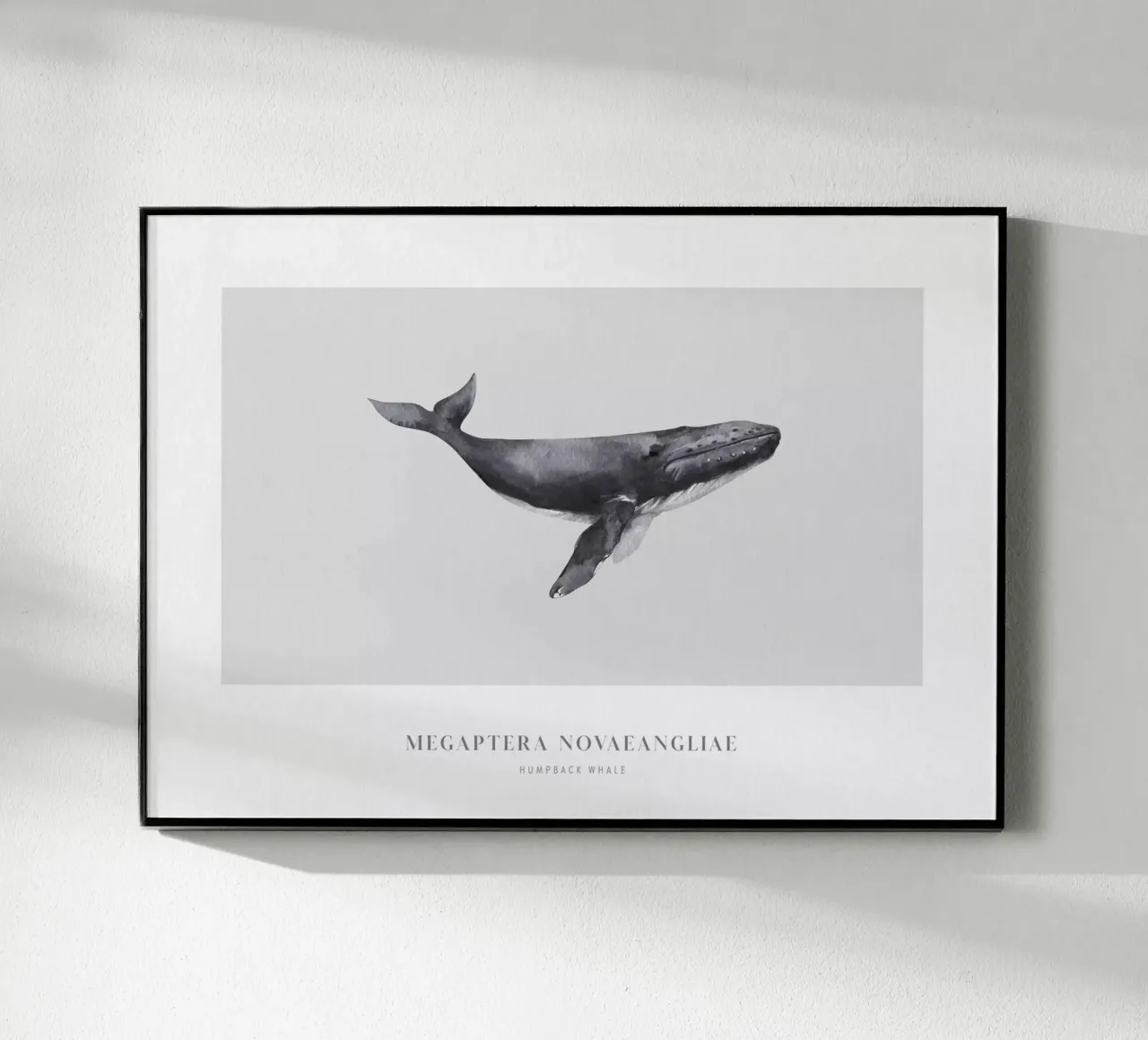 Boho Ocean 1 Humpback Whale plexiglass da Boho Print Collection