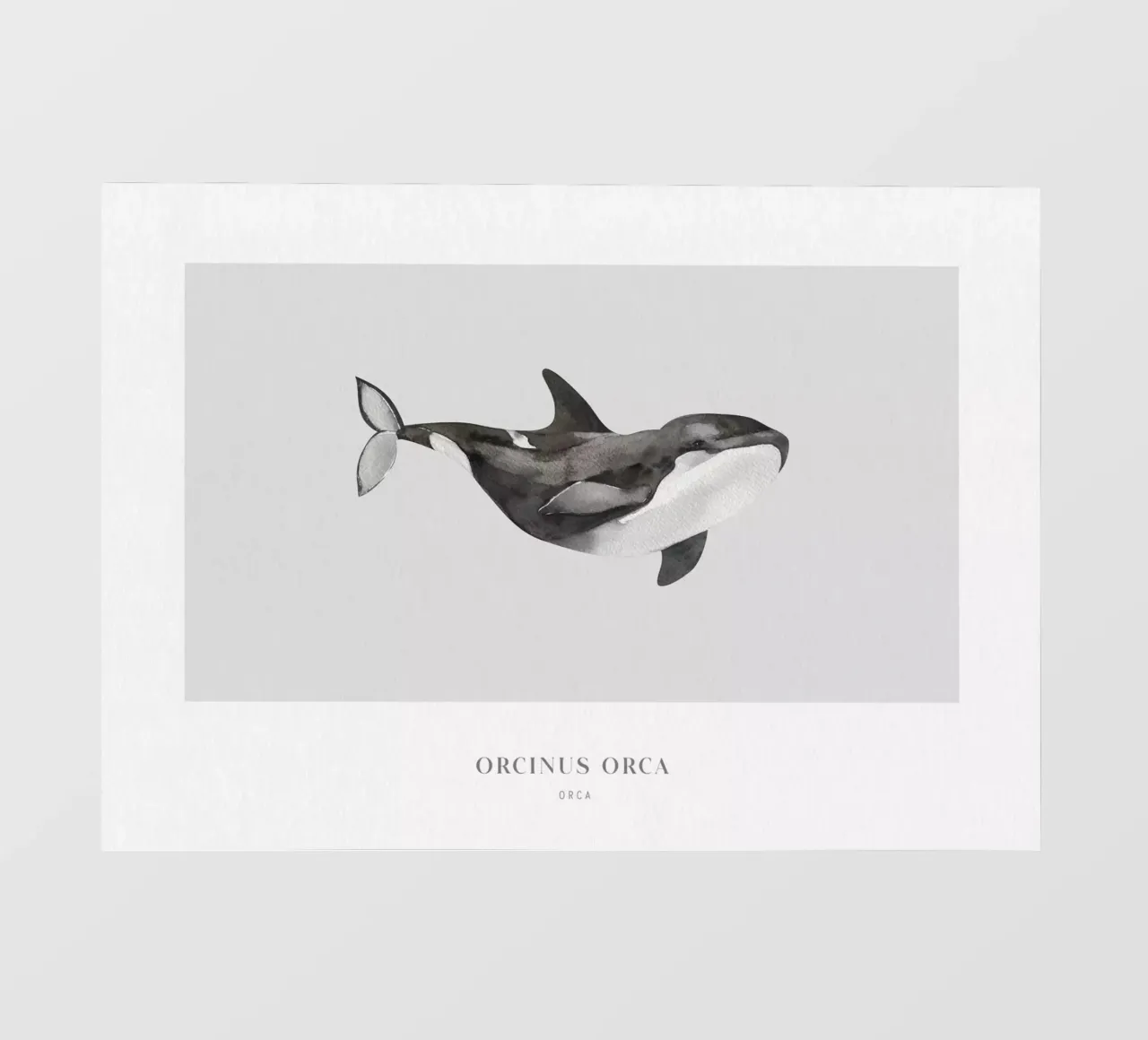 Boho Ocean 1 Orca Whale pellicola backlit da Boho Print Collection