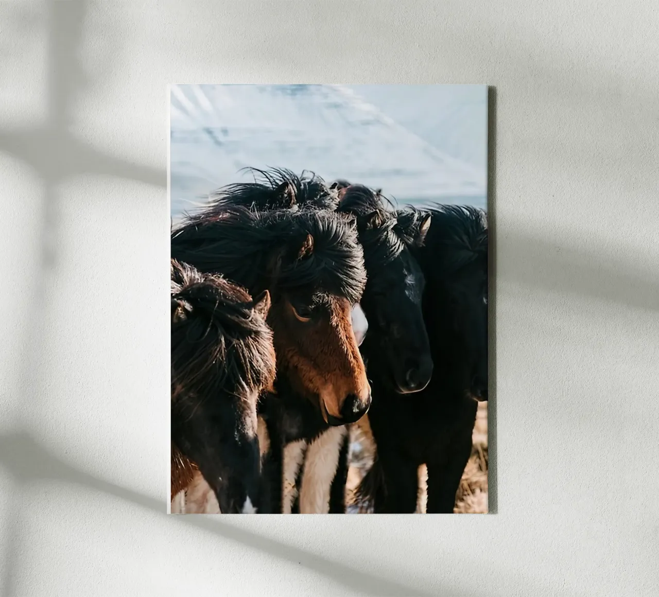 Paarden in ijsland canvas met Baklijst van Black And White