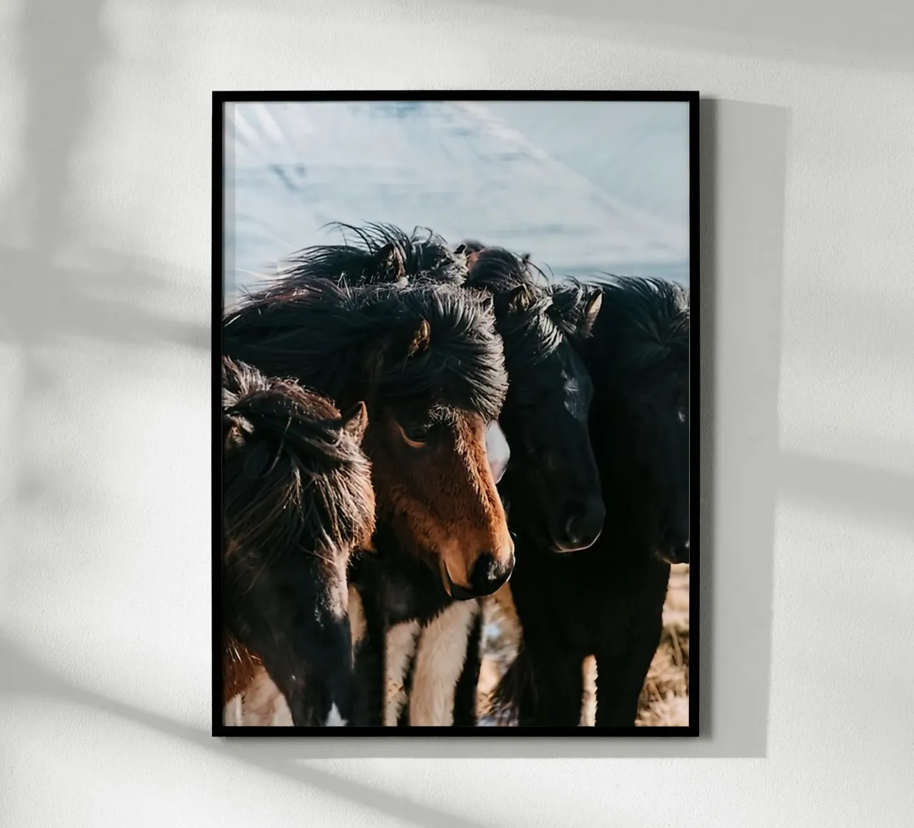 Cavalli nella terra del ghiaccio poster con telaio in legno da Black And White