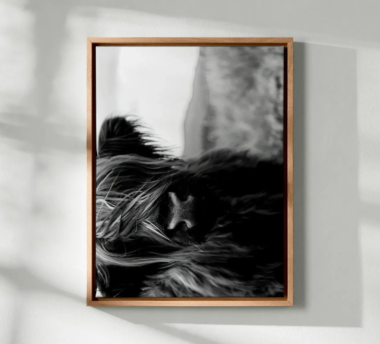 Scottish Highland Cattle Baby canvas with Floater frame by Black And White