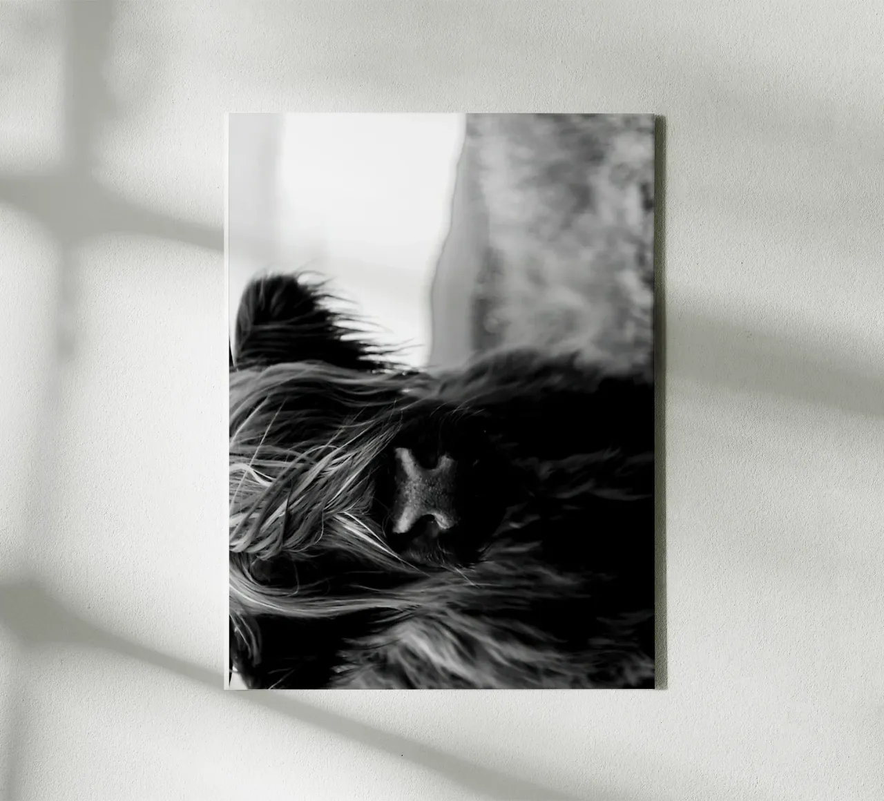 Scottish Highland Cattle Baby canvas with Floater frame by Black And White