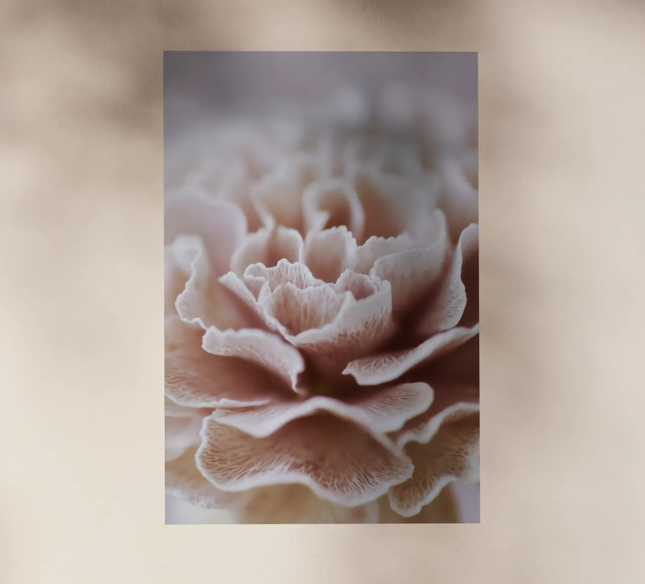 Fragile Bloom No 02 pellicola backlit da treechild