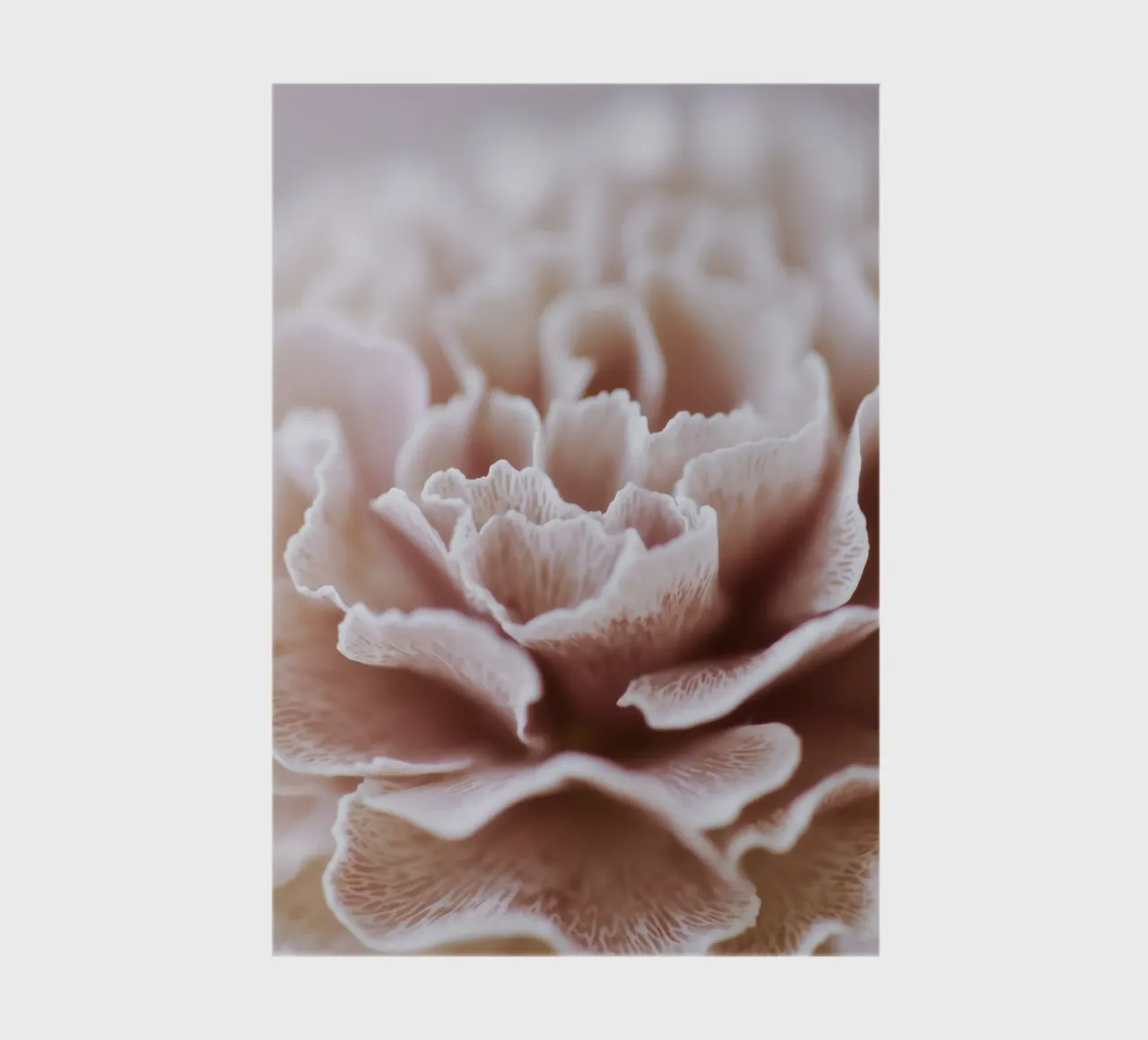 Fragile Bloom No 02 diario da treechild
