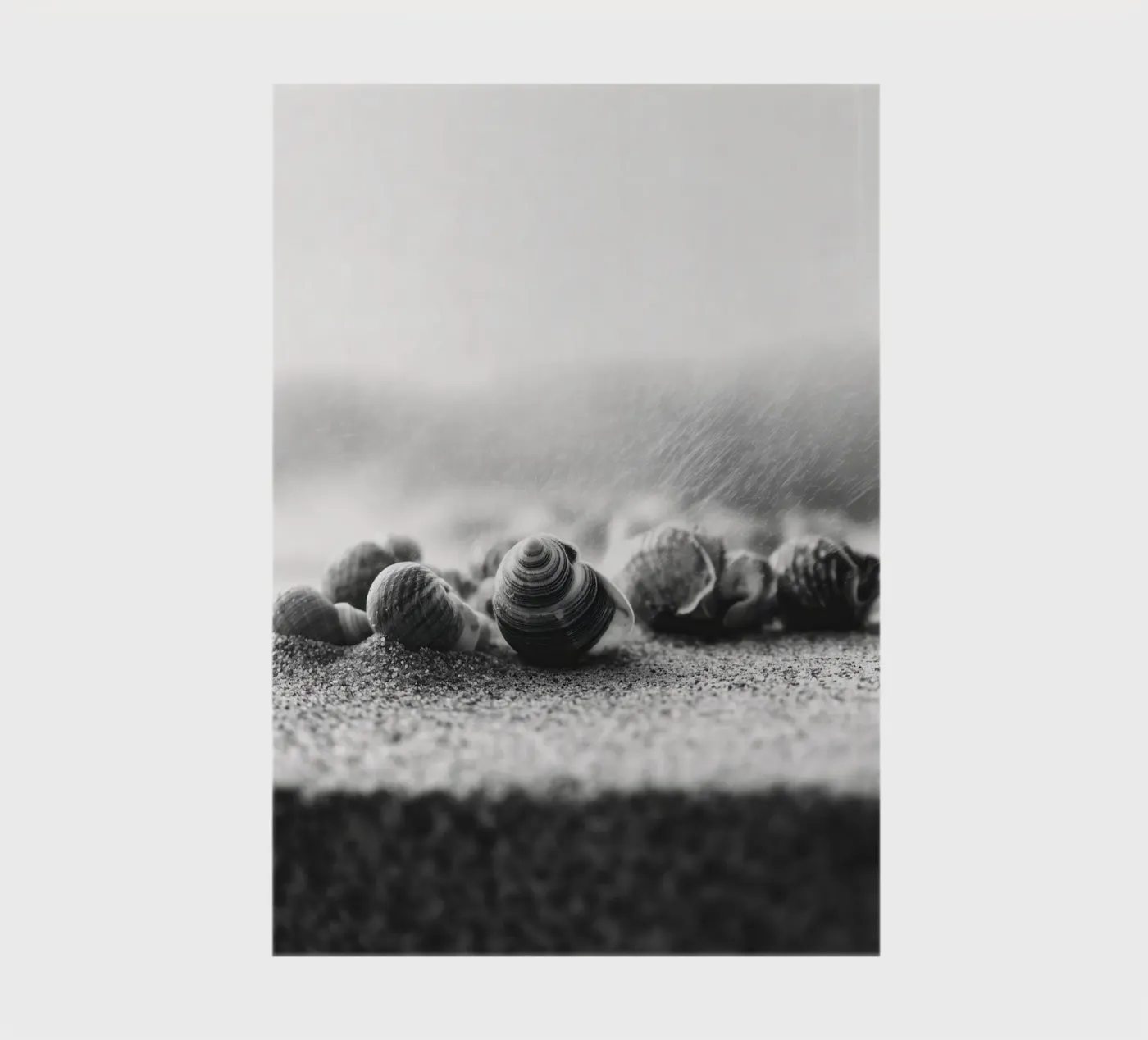Shell Drift quaderno da treechild