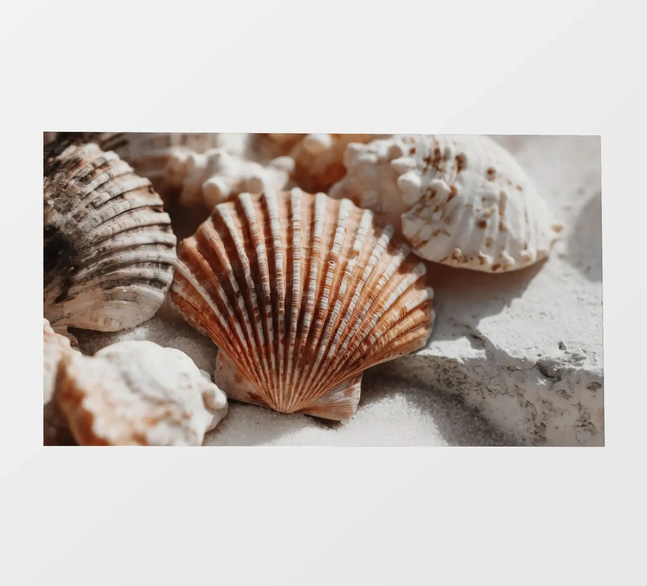 Sea Shell Impression No 01 telo in pvc da treechild