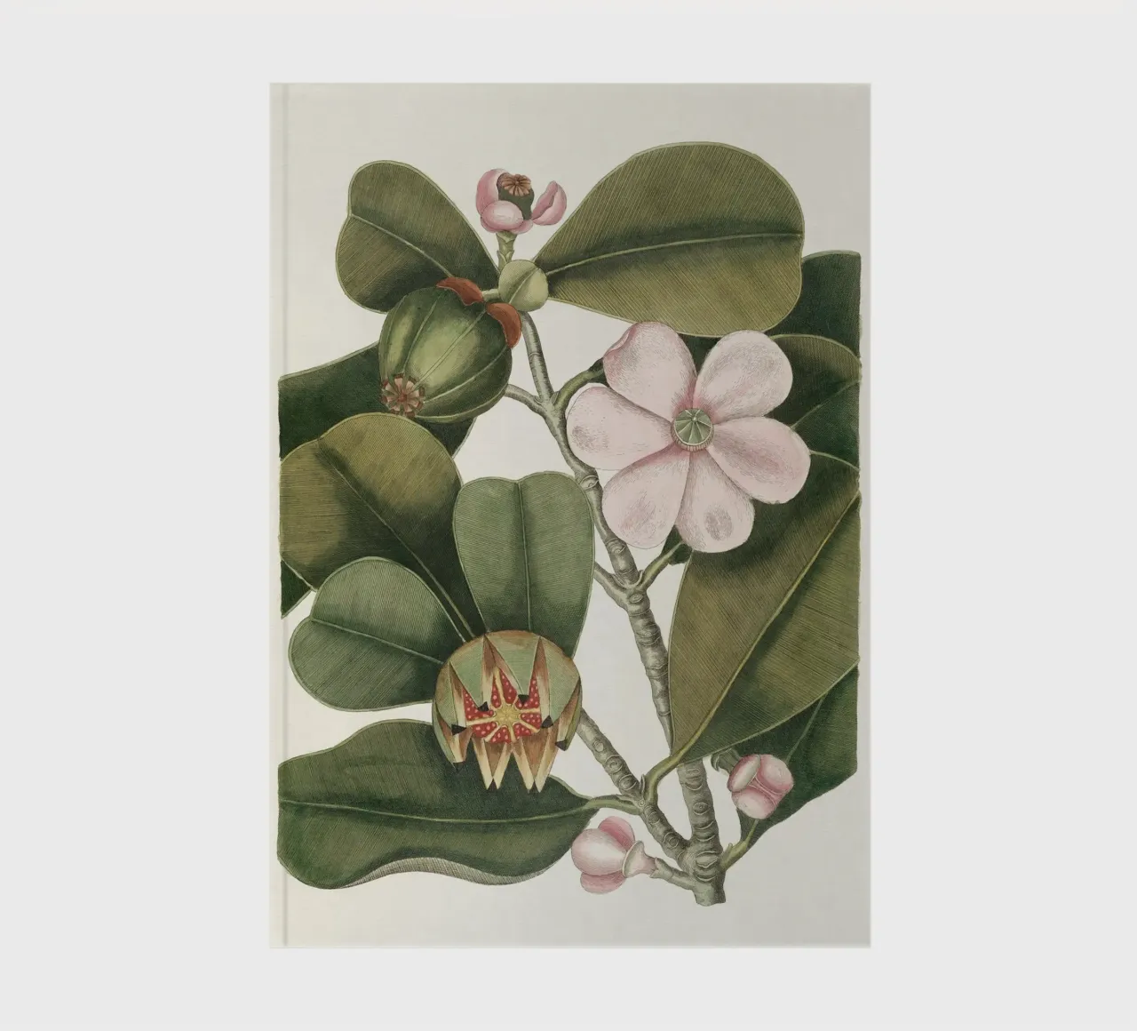Balsam Tree in Bloom notebook by apoloprints