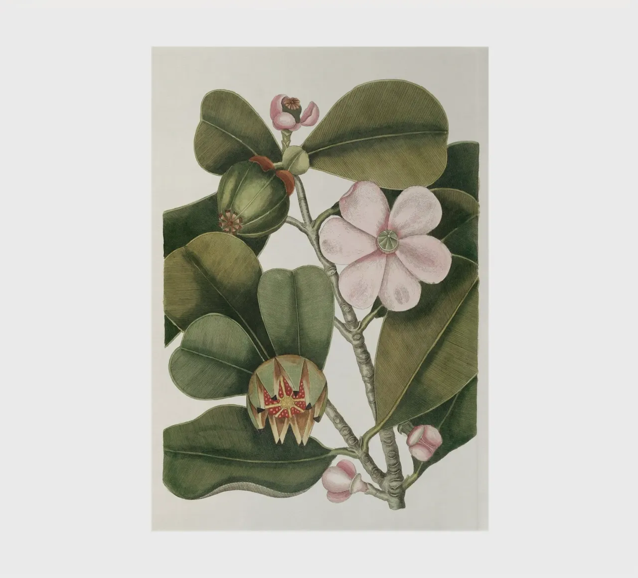 Balsam Tree in Bloom notebook by apoloprints