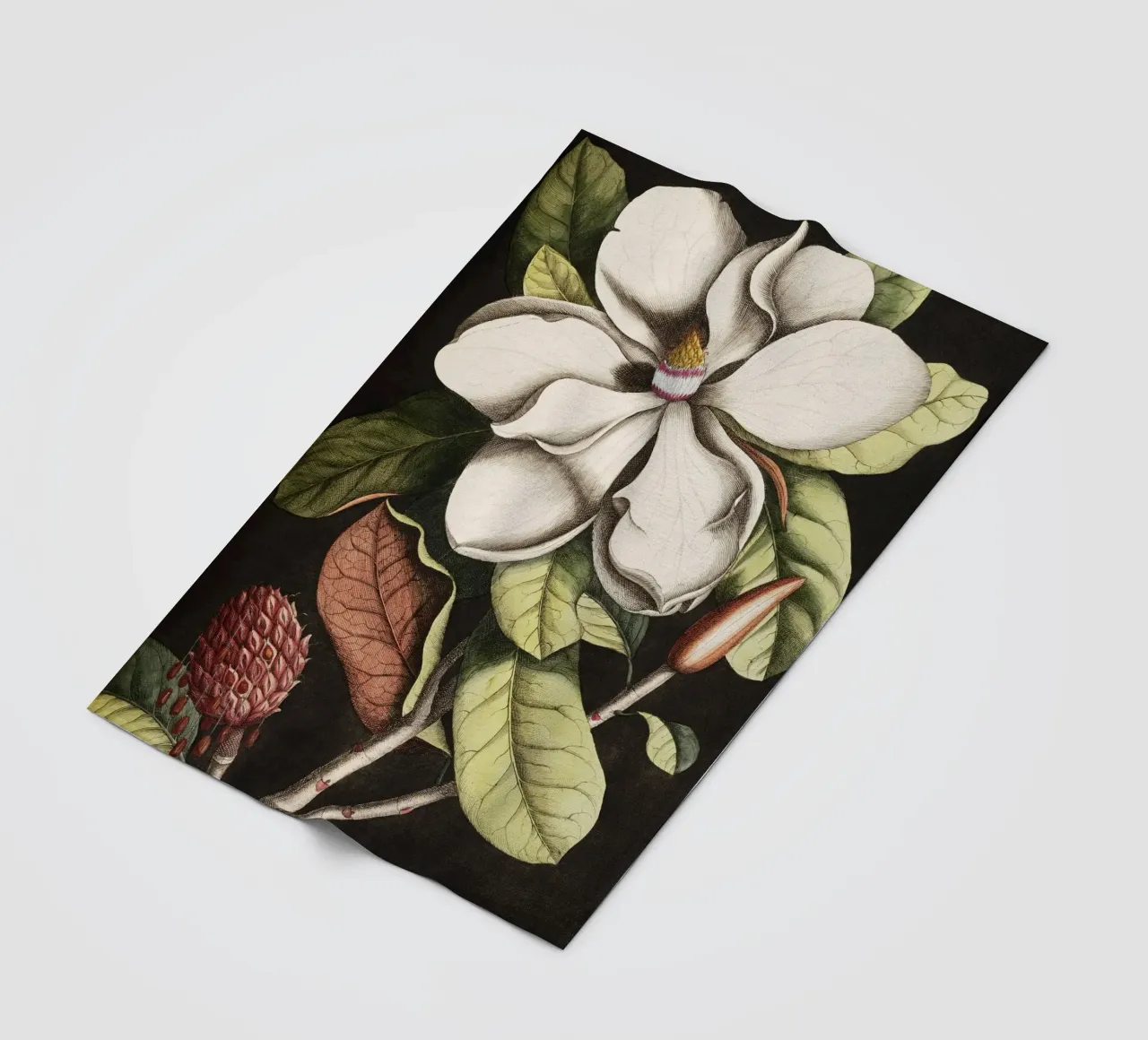 Magnolia Flower - Laurel Tree coperta in pile da apoloprints