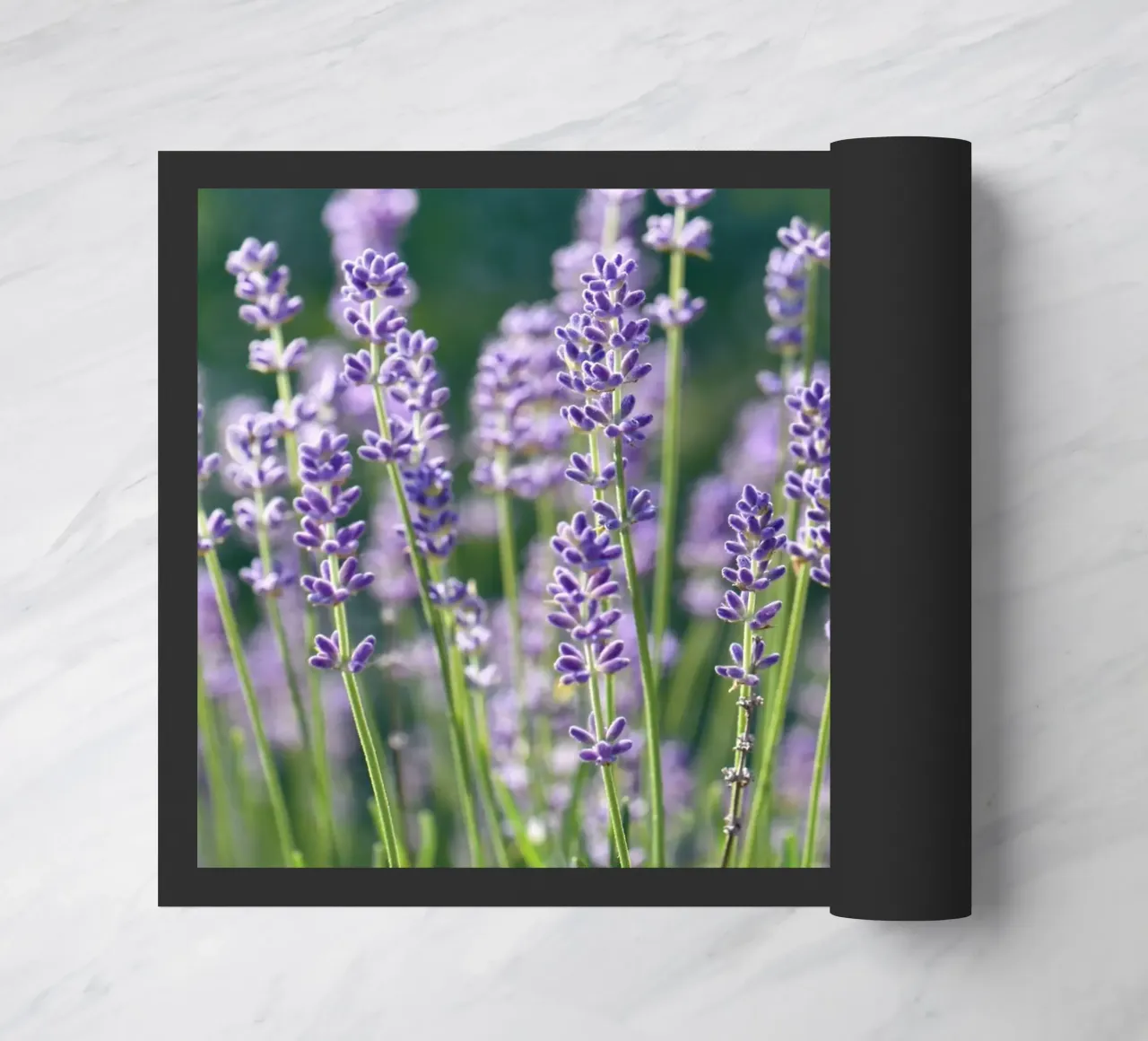 Lavanda zerbino da Atteloi