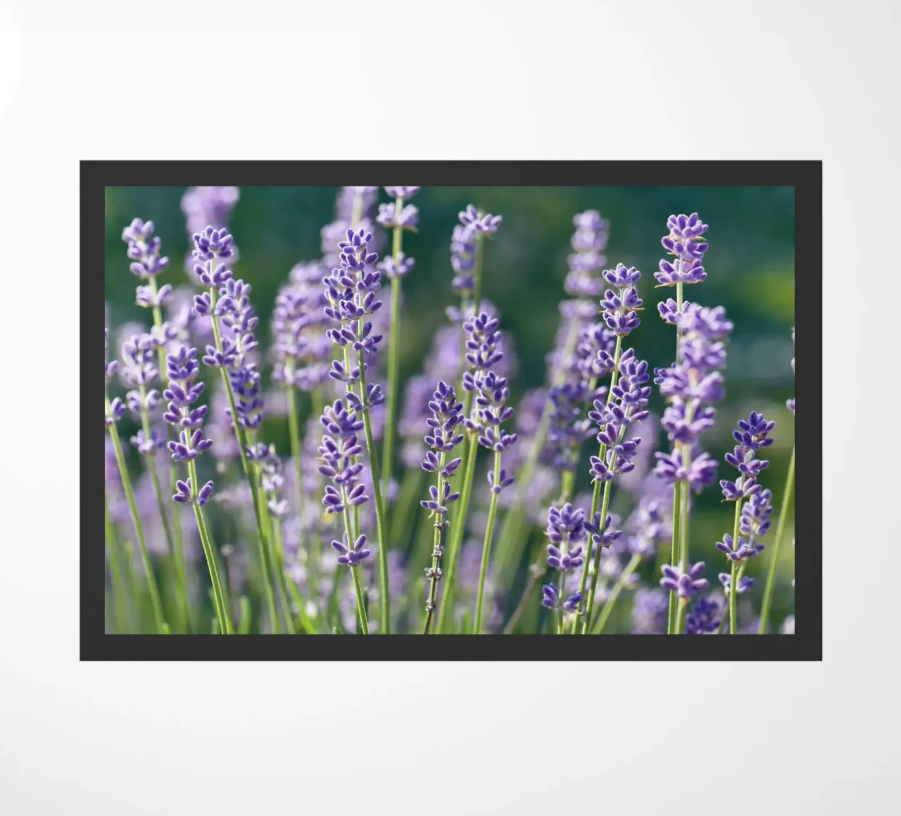 Lavanda zerbino da Atteloi