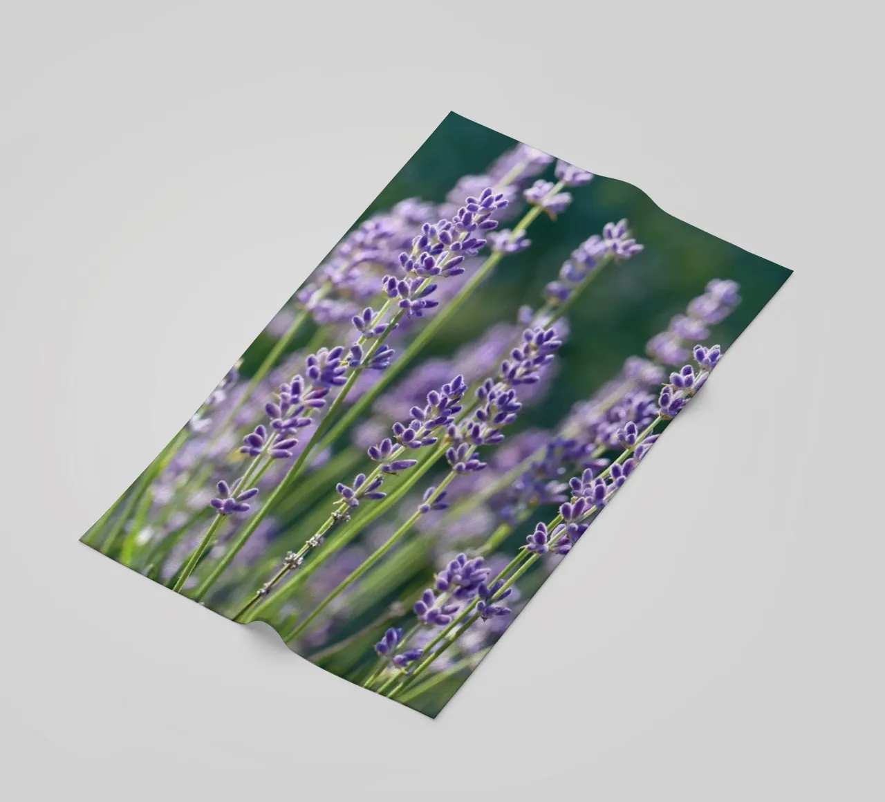 Lavanda telo mare da Atteloi