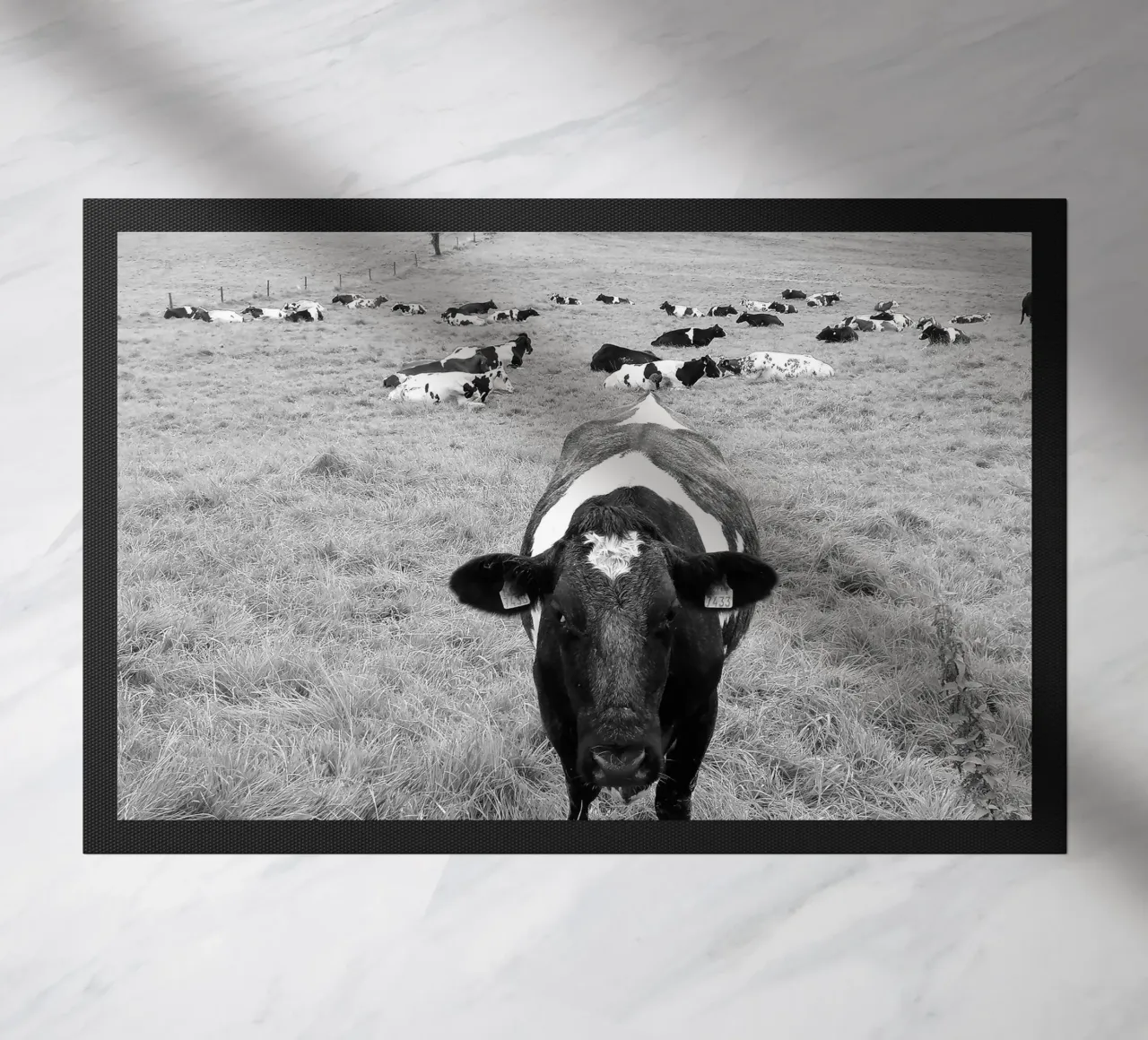 cowsB&W zerbino da DragonFly