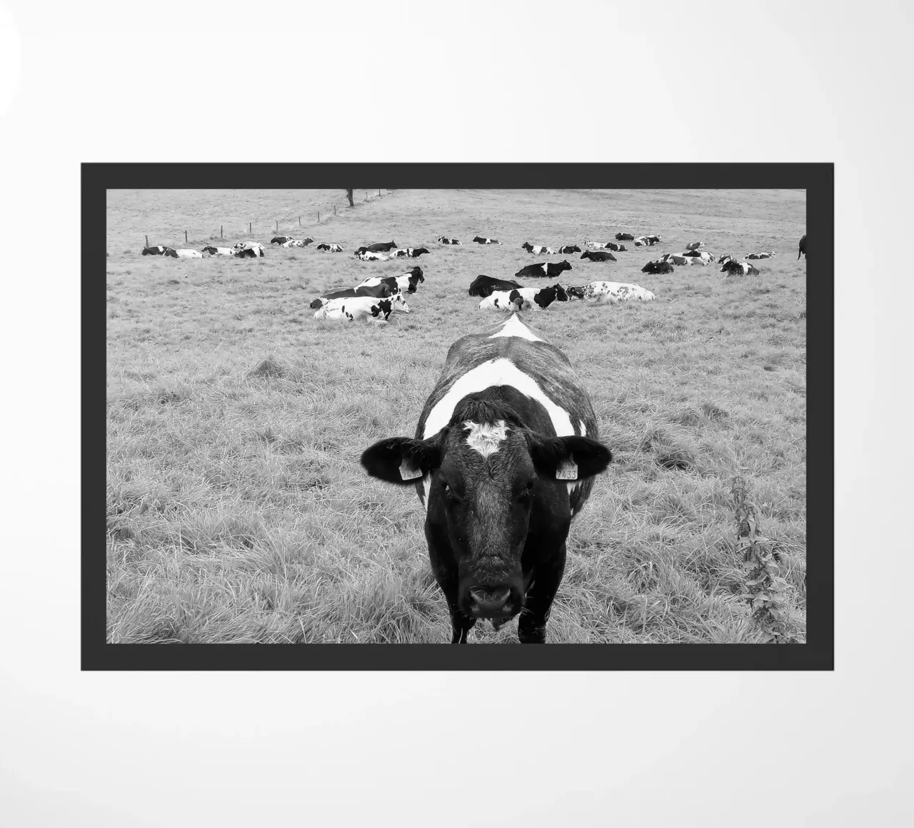 cowsB&W zerbino da DragonFly