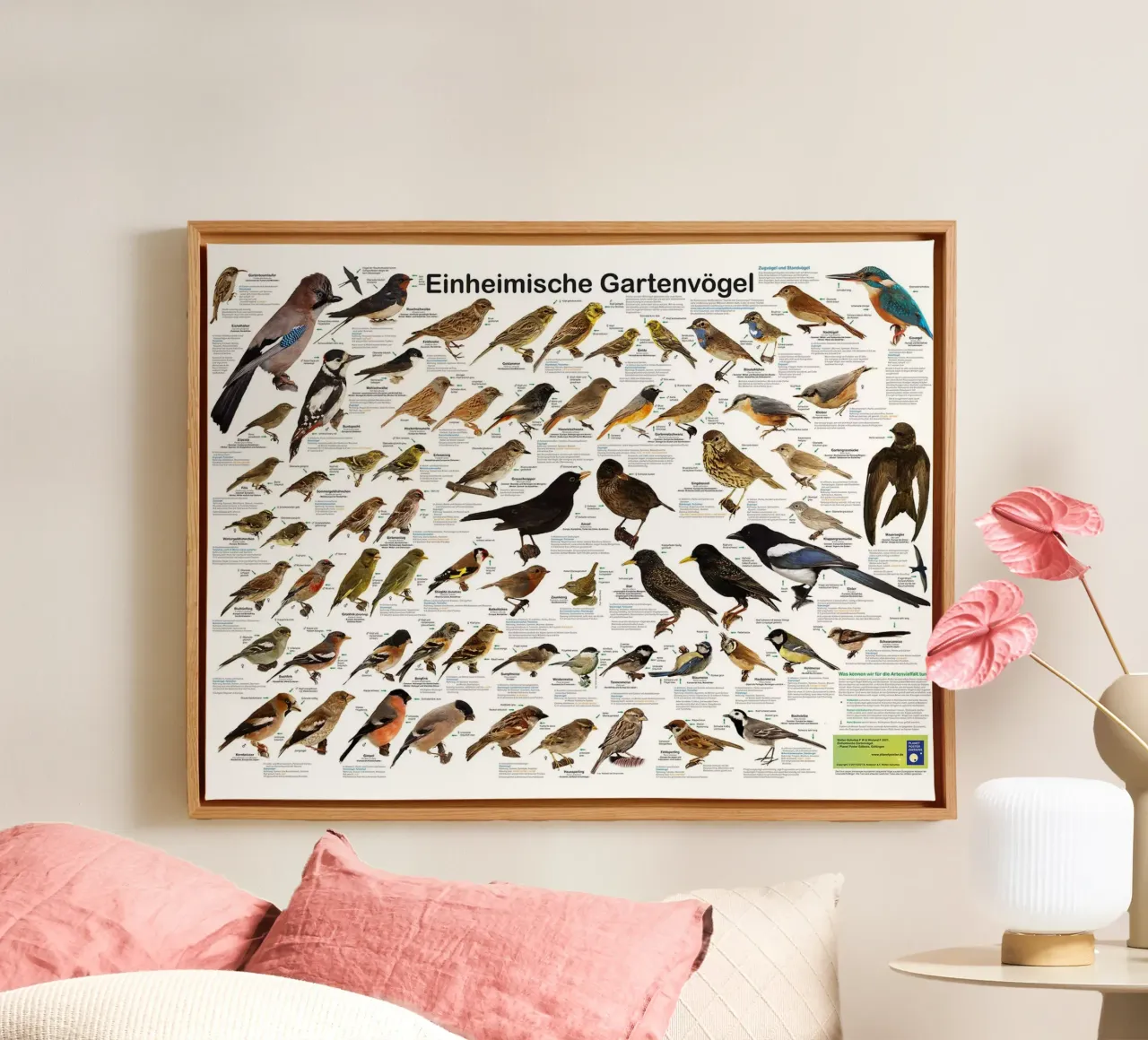 Inheemse tuinvogels (Duits) canvas met Baklijst van David Jackson