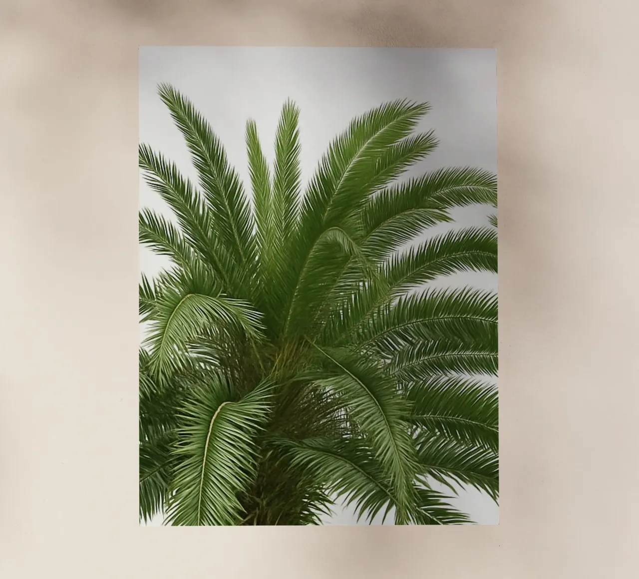 Palma tropicale Green Vibes pellicola backlit da Casa Calm