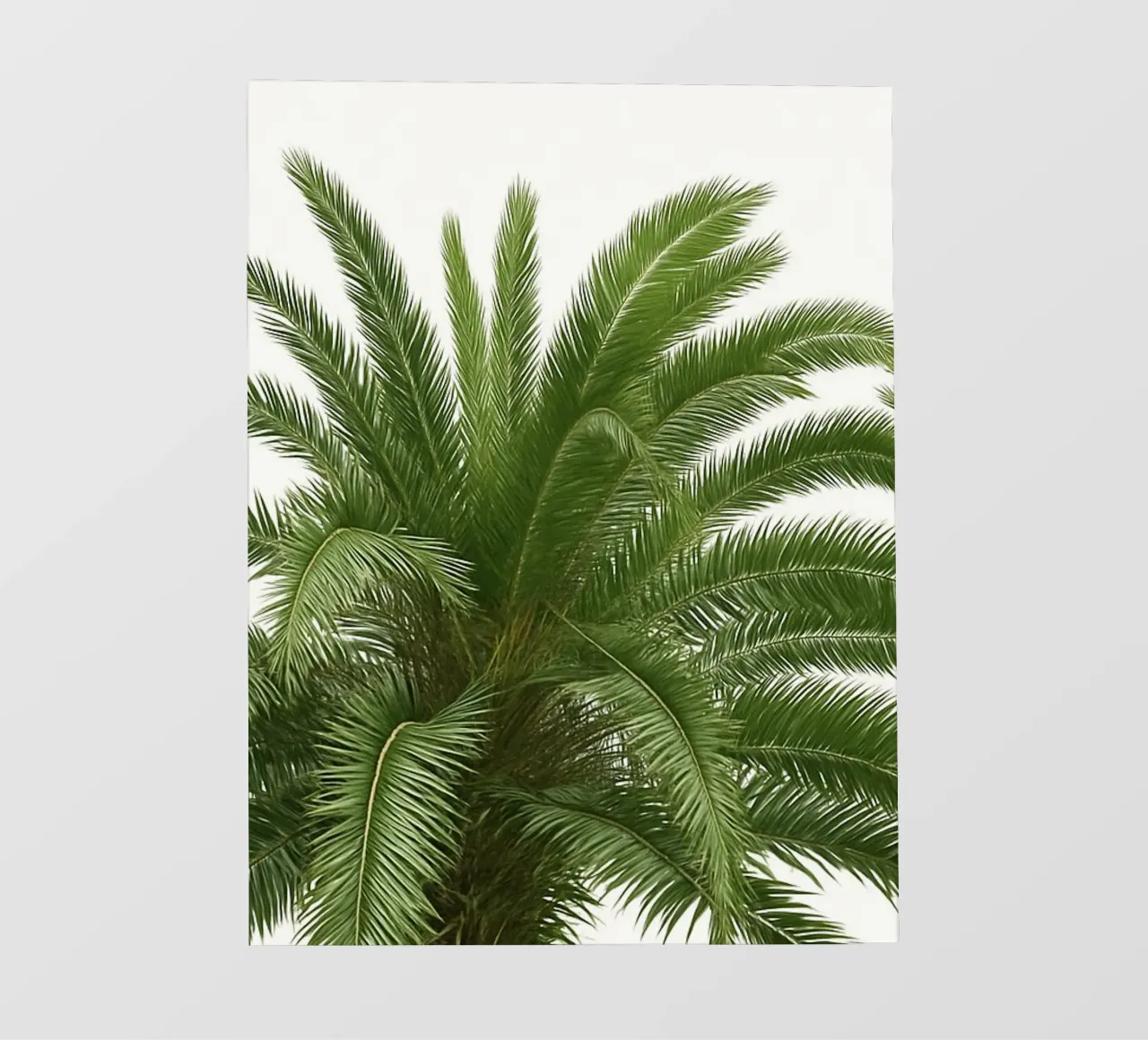 Palma tropicale Green Vibes pellicola backlit da Casa Calm