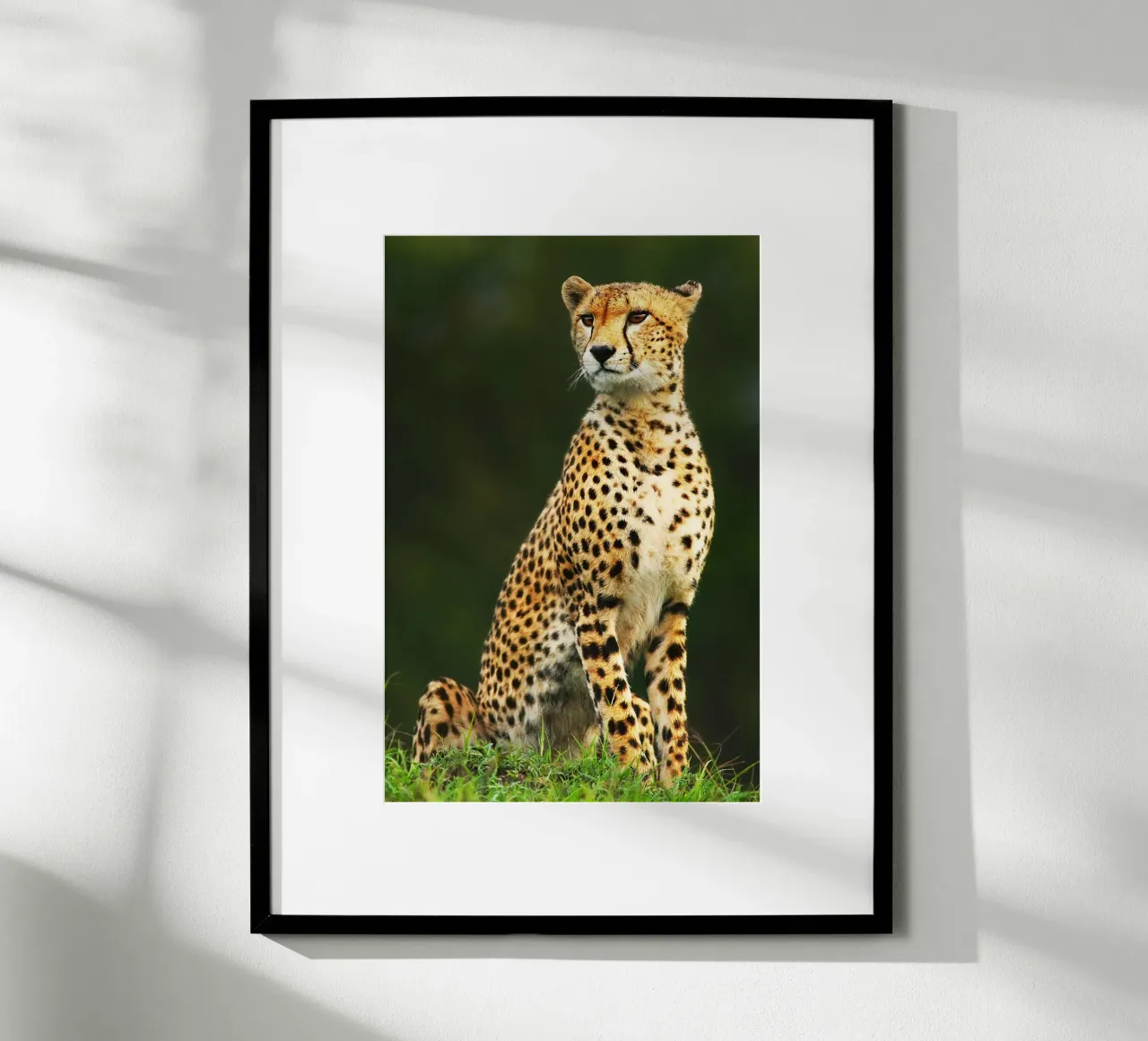 Ritratto di ghepardo africano poster da David Jackson
