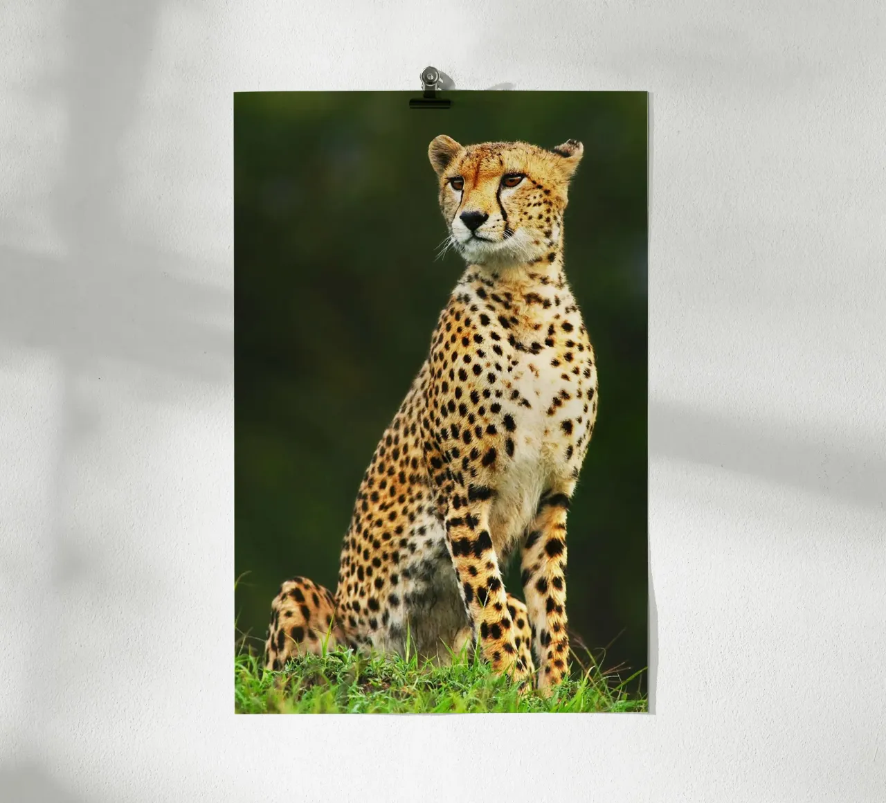 Ritratto di ghepardo africano poster da David Jackson
