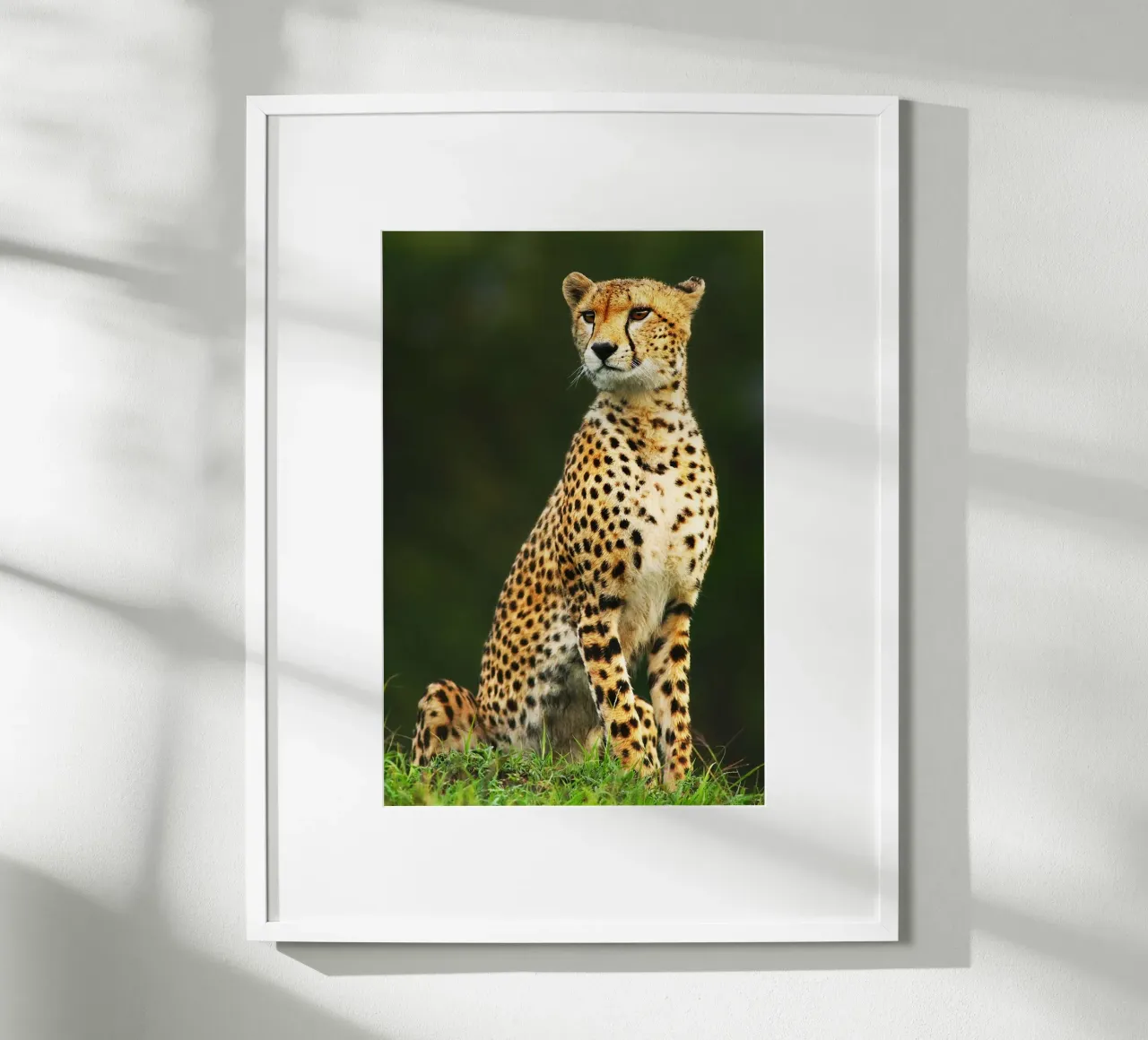 Ritratto di ghepardo africano poster da David Jackson